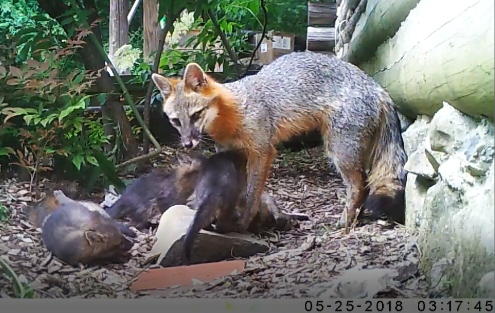 Gray fox with pups