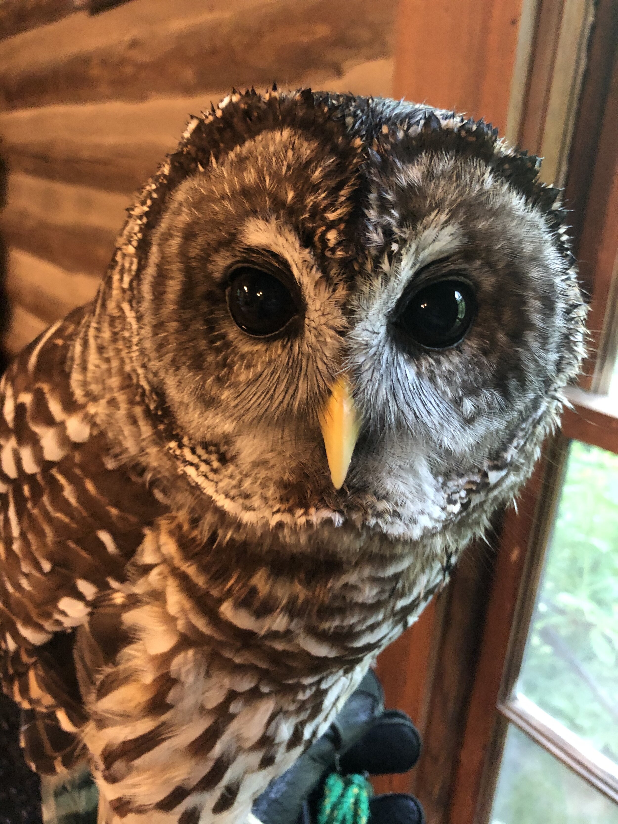Owl Bombs and Virtual Animal Experiences — Piedmont Wildlife Center