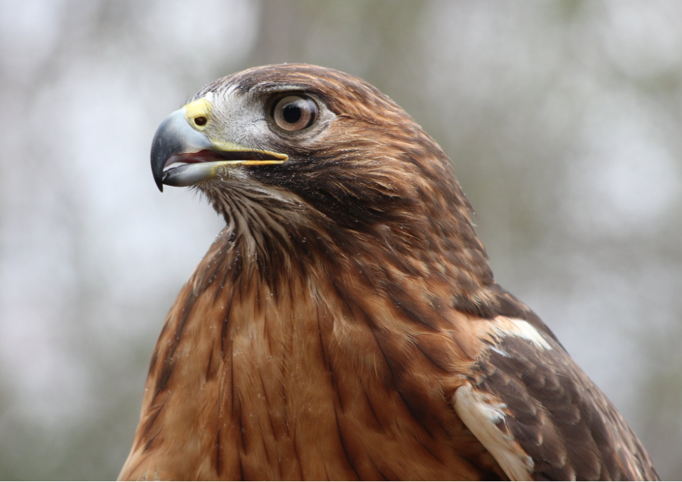 Pop-Up Birds of Prey Tours