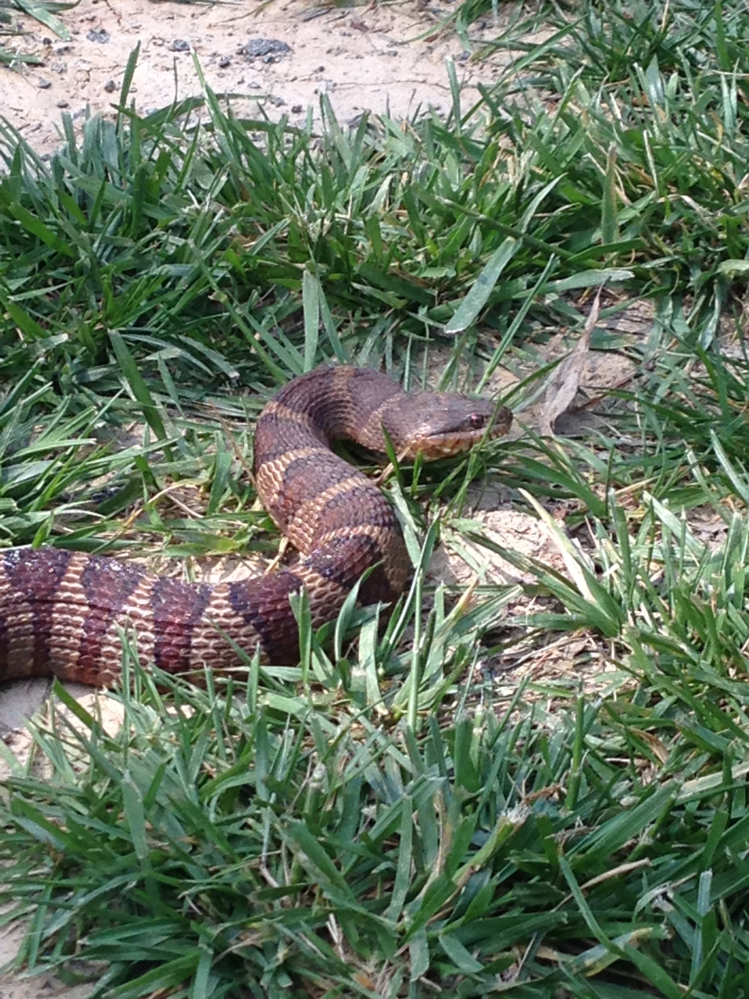 Northern Watersnake (Nerodia sipedon)