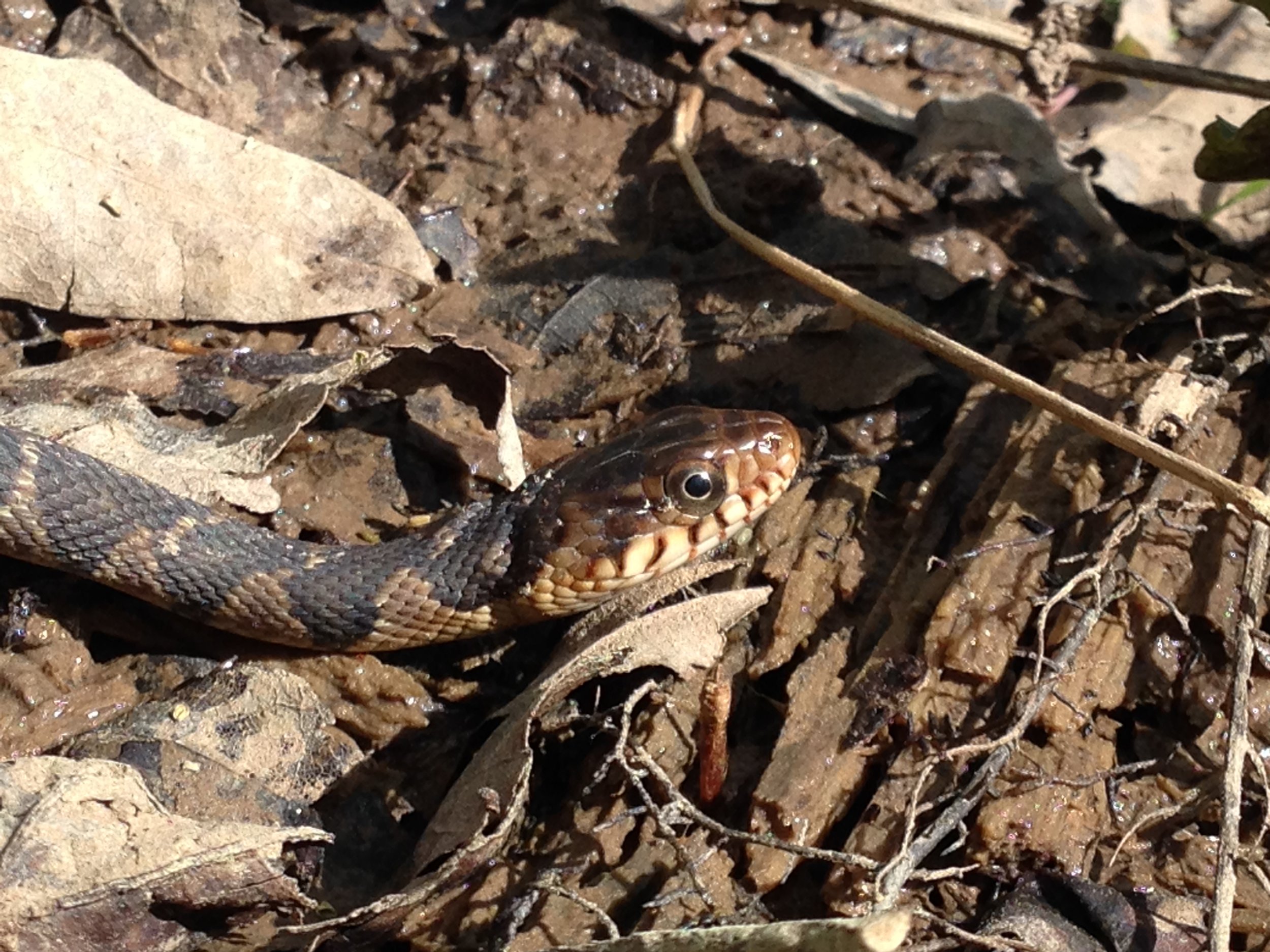 Red Bellied Water Snake (Nerodia erythrogaster)