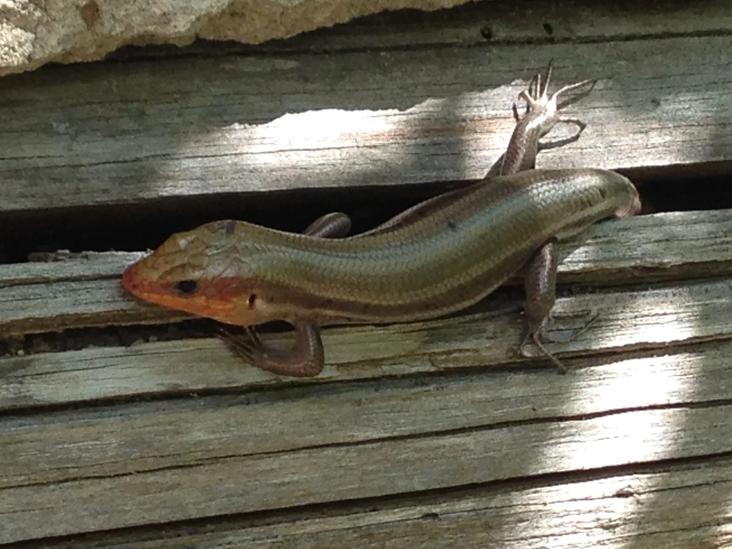 Broad-headed Skink (Plestiodon laticeps)