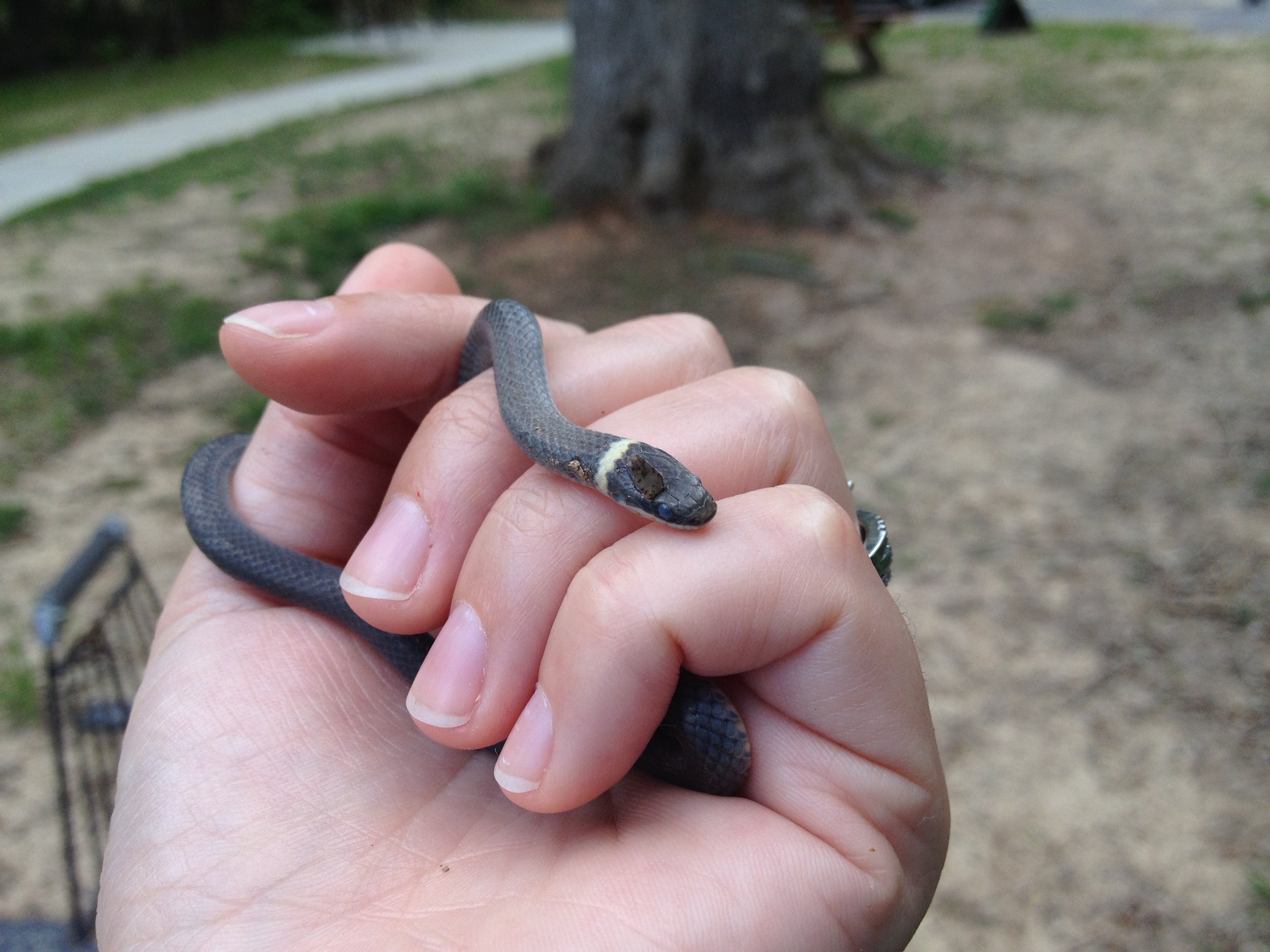 Southern Ringneck Snake (Diadophis punctuatus)