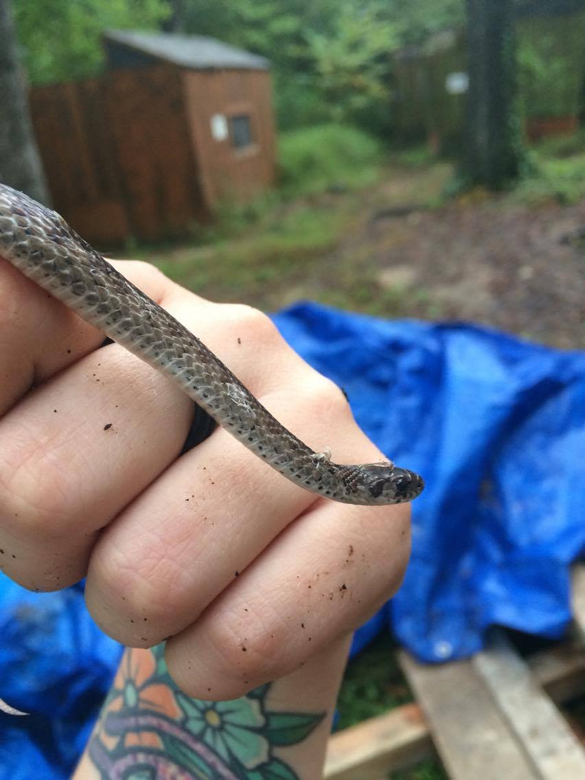 Brown Snake (Storeria dekayi)