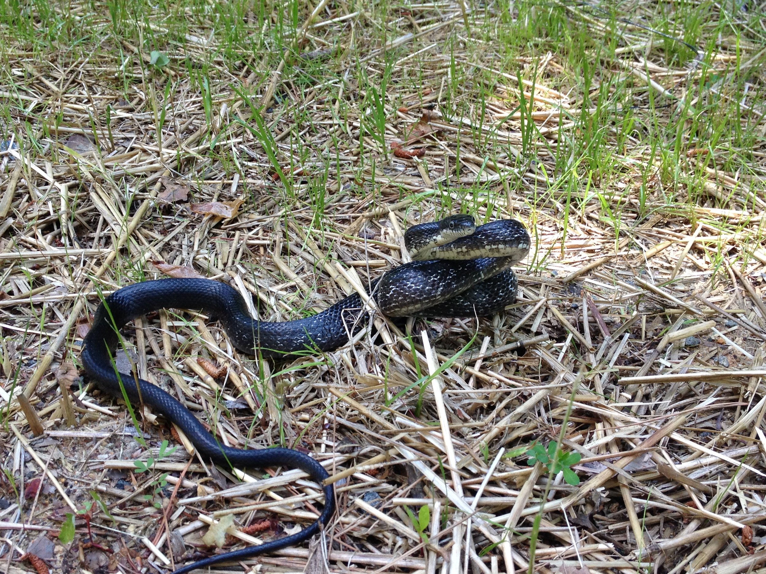 Black Rat Snake (Pantherophis obsoletus)