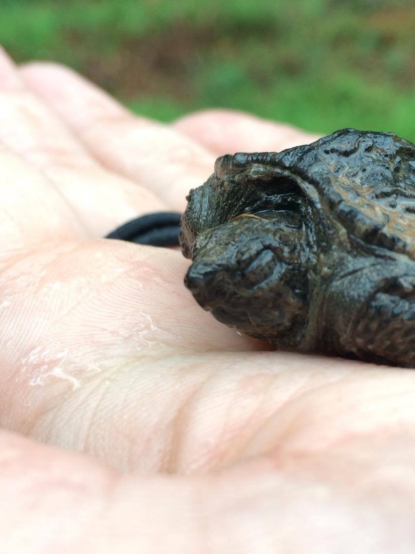 Common Snapping Turtle (Chelydra serpentina)