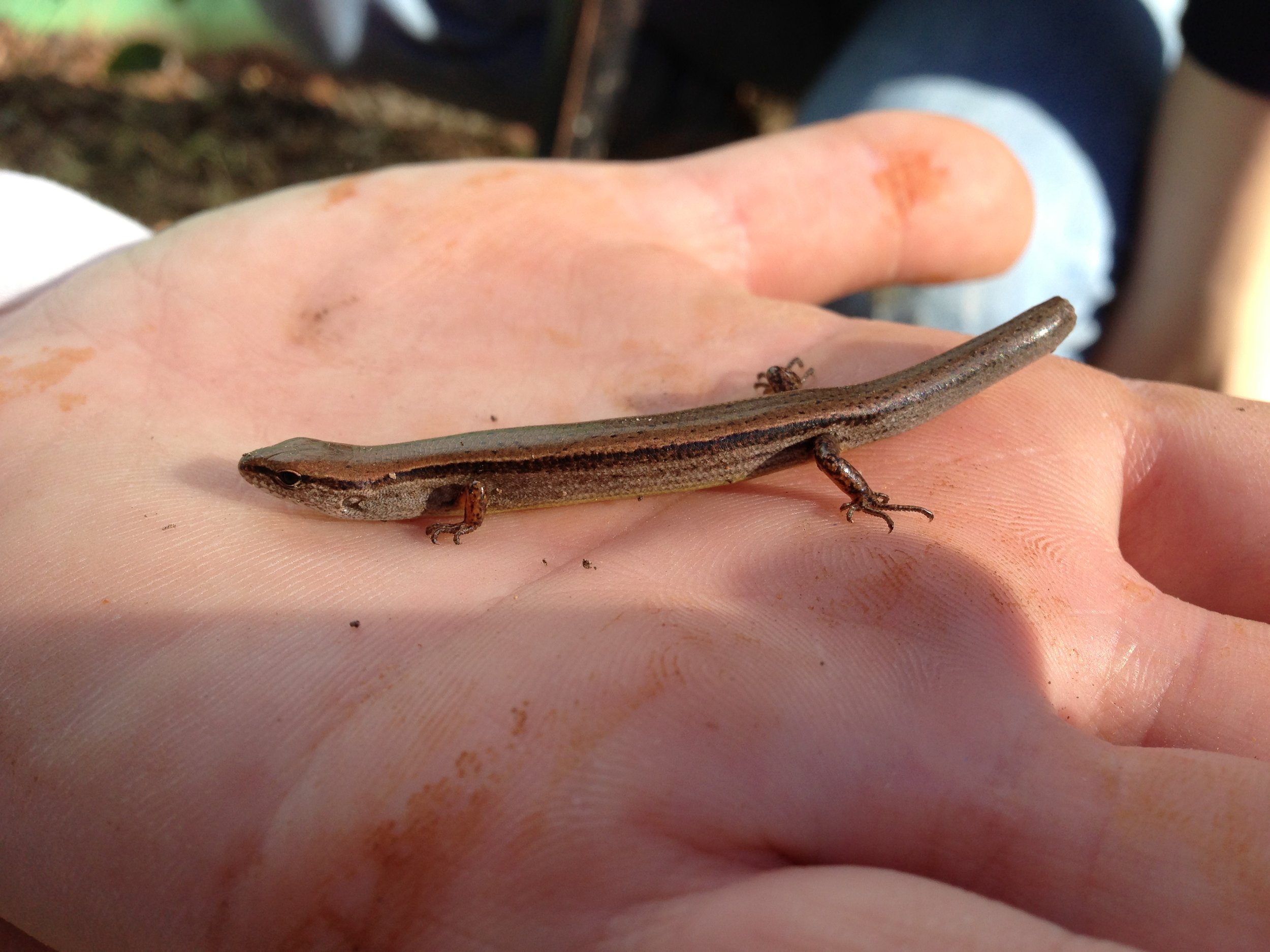 Ground Skink (Scincella lateralis)