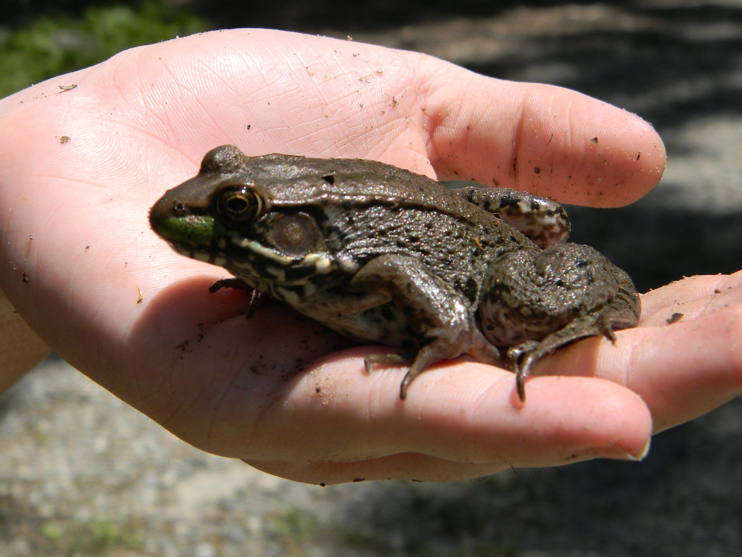 Green Frog (Lithobates clamitans)