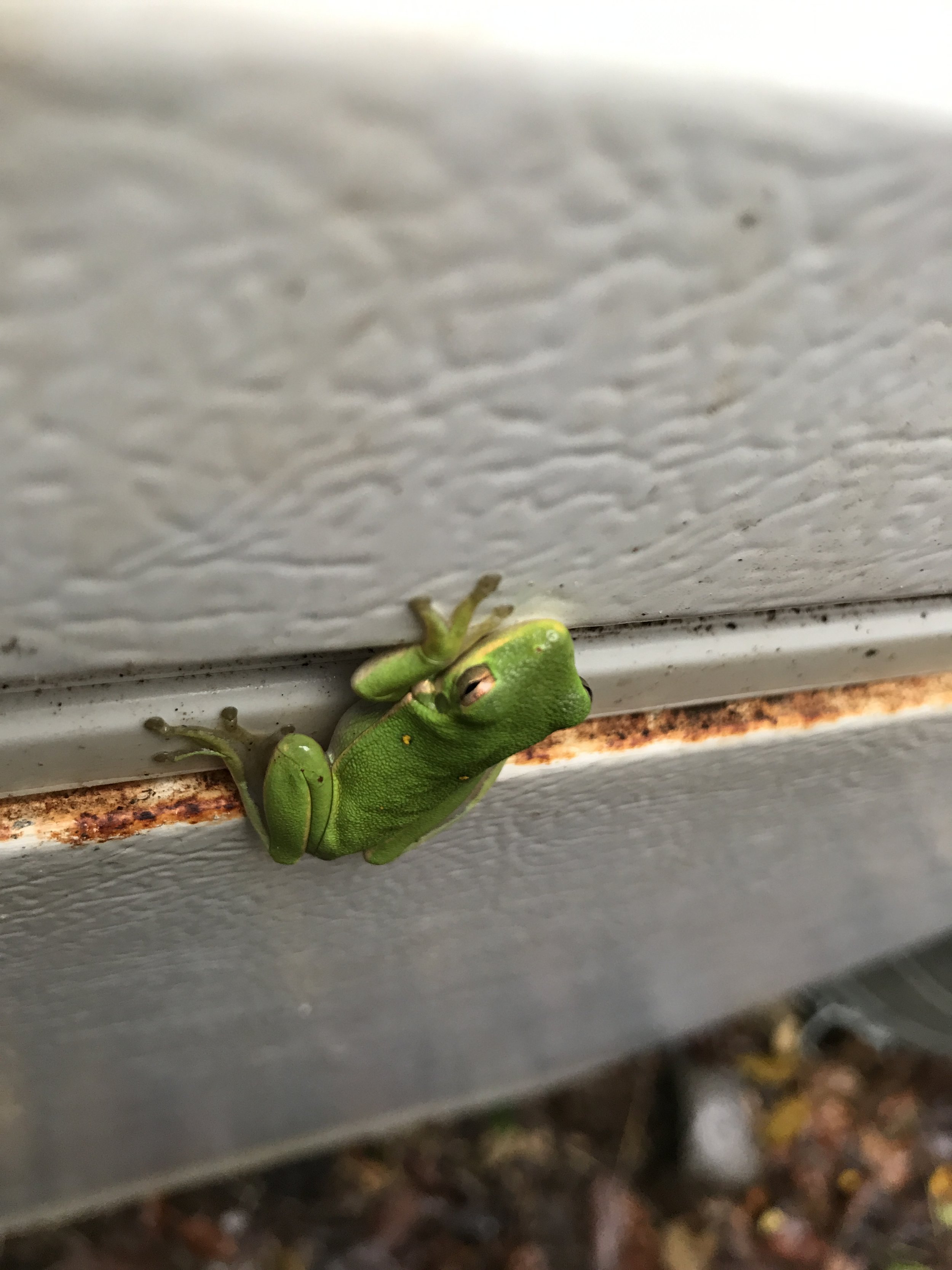 Green Treefrog (Hyla cinerea)