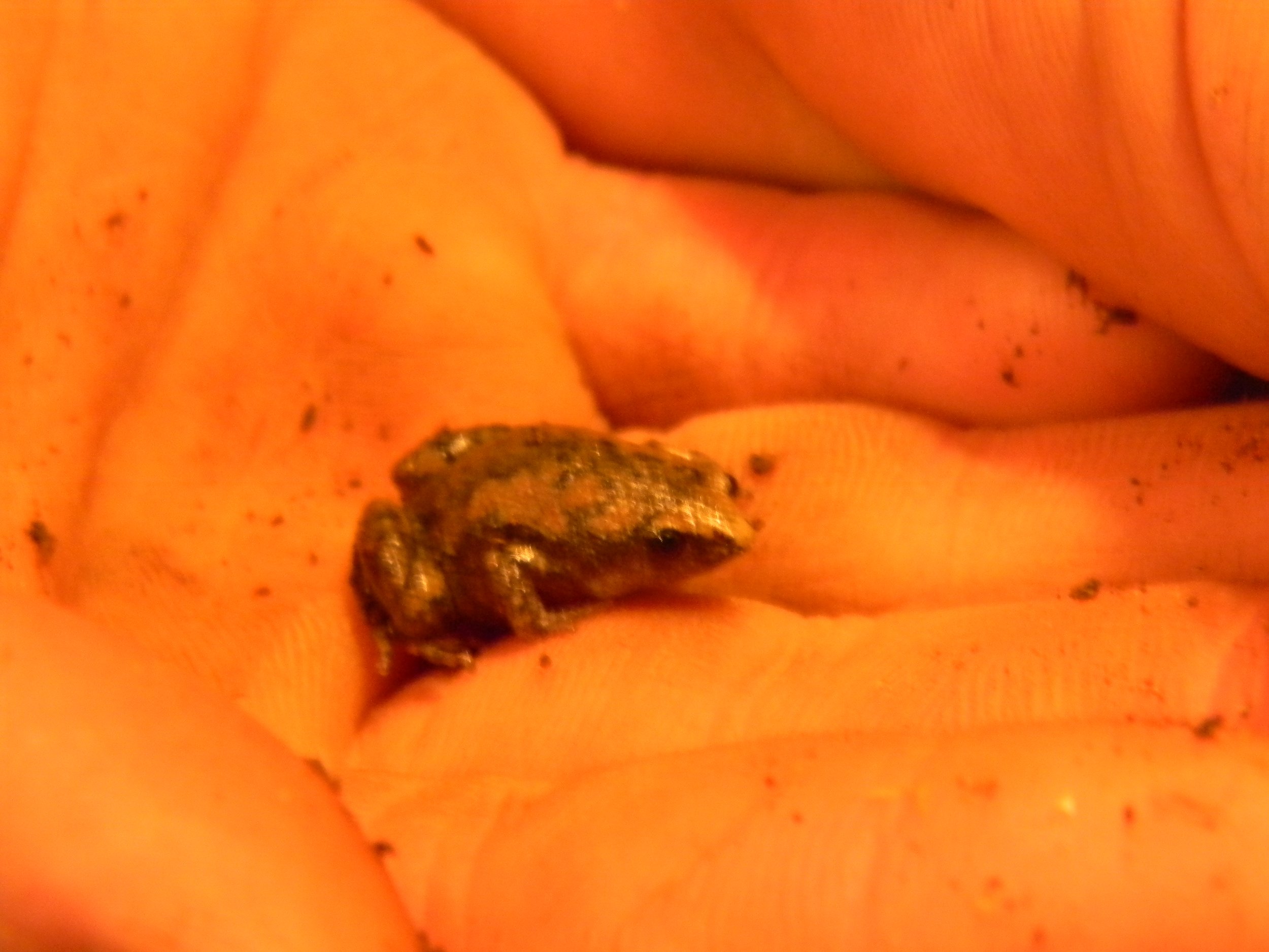 Eastern Narrowmouth Toad (Gastrophryne carolinensis)