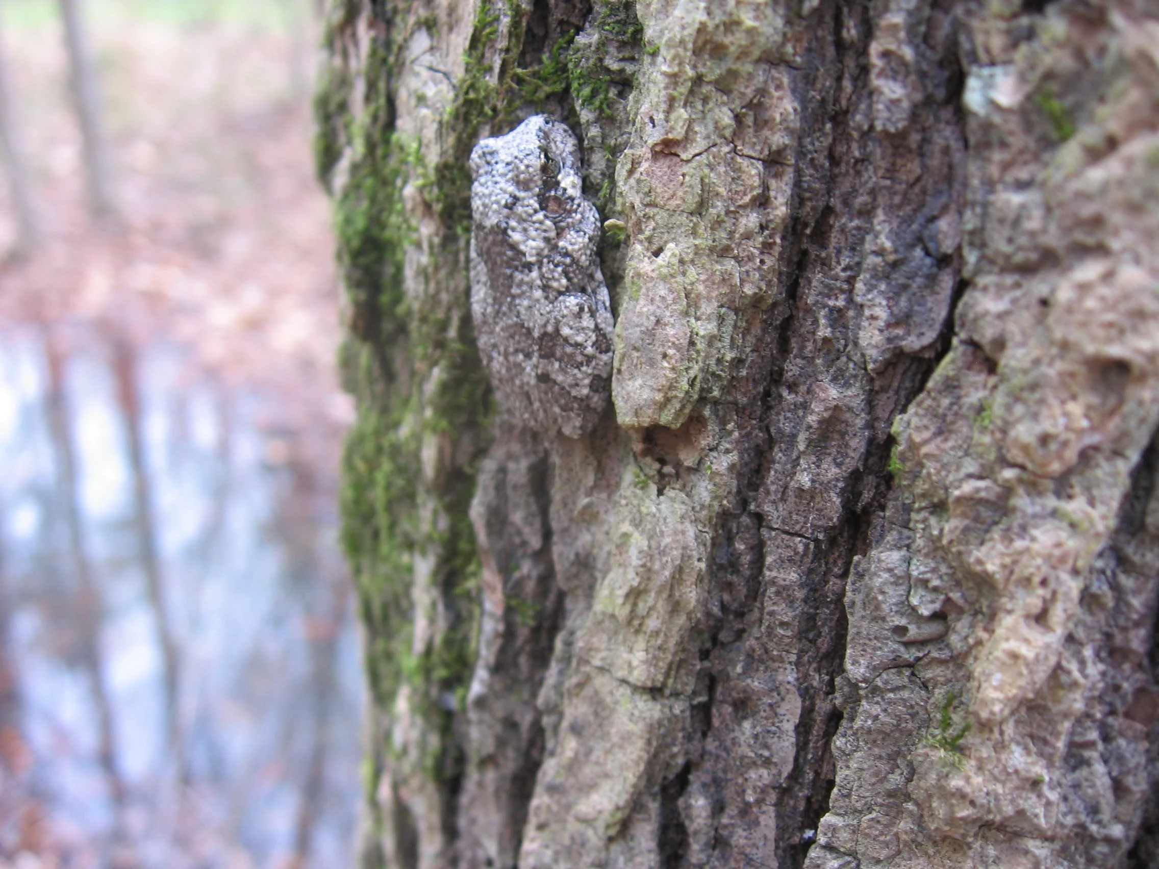 Gray Treefrog (Hyla versicolor)