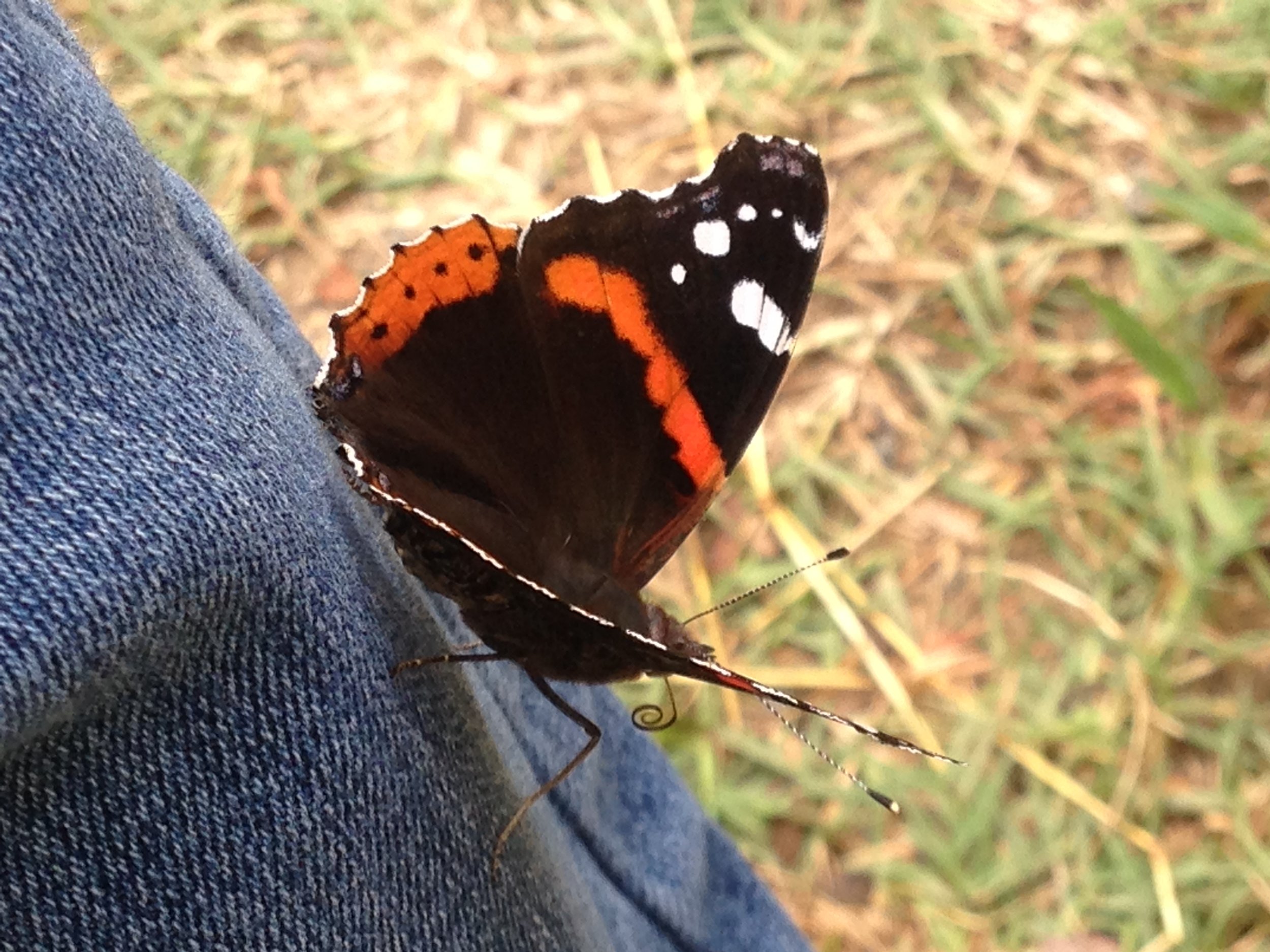 Red Admiral Butterfly (Vanessa atalanta)