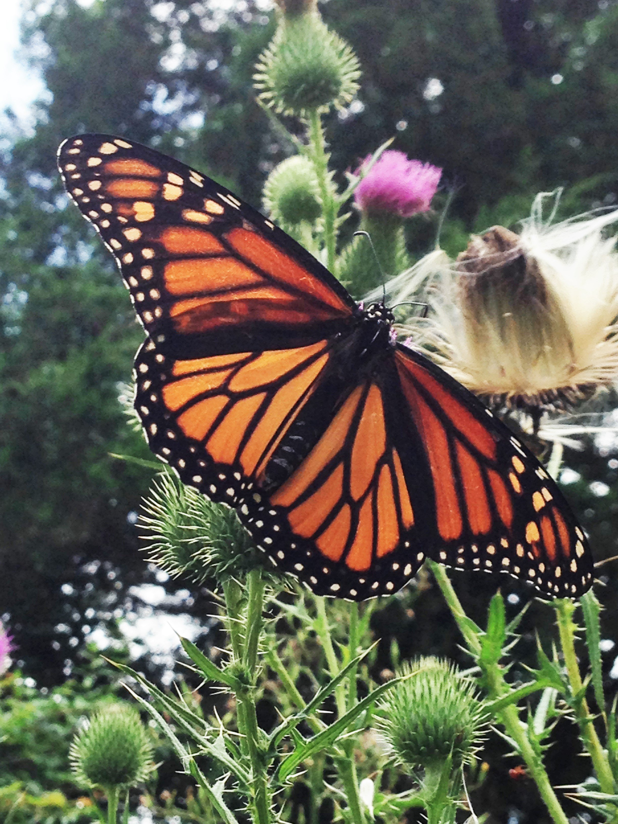 Monarch Butterfly (Danaus plexippus)