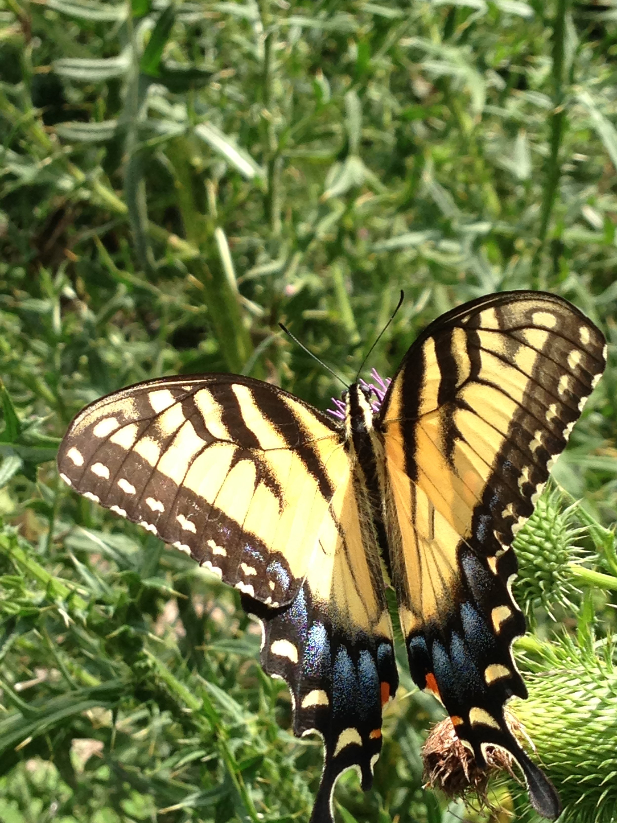 Eastern Tiger Swallowtail (Papilio glaucus)