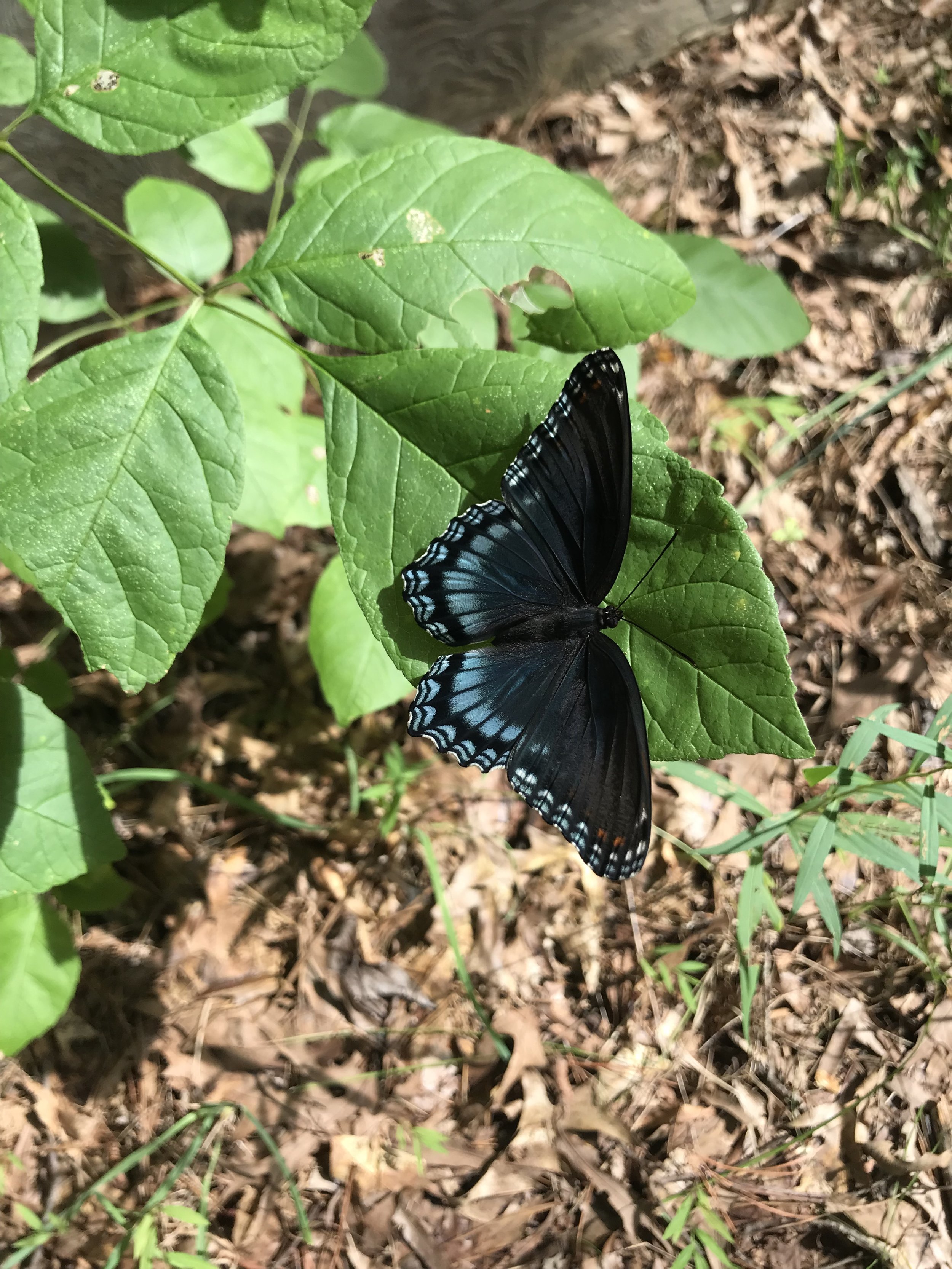 Red-spotted Purple (Limenitis arthemis)