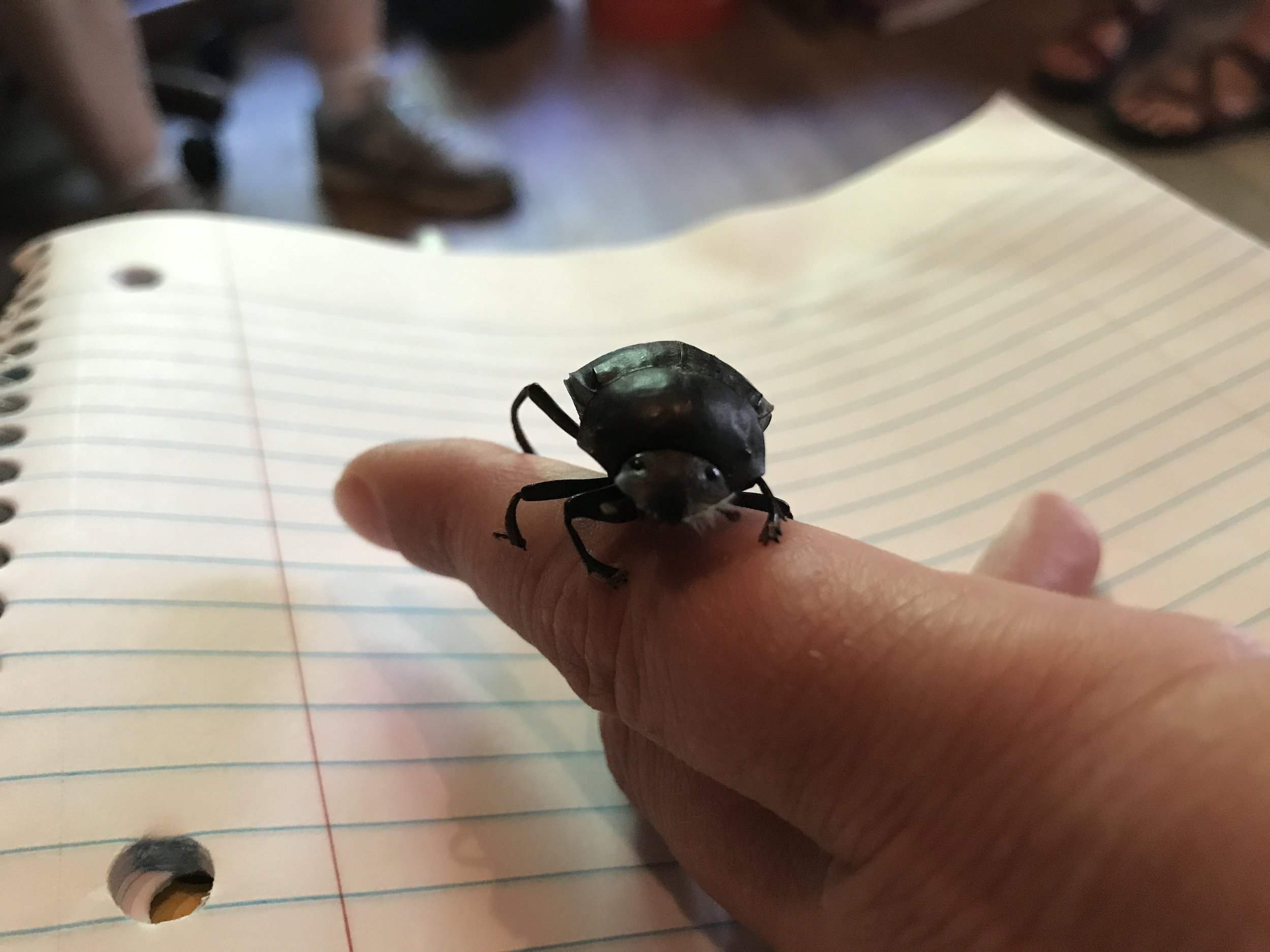 Dung Beetle