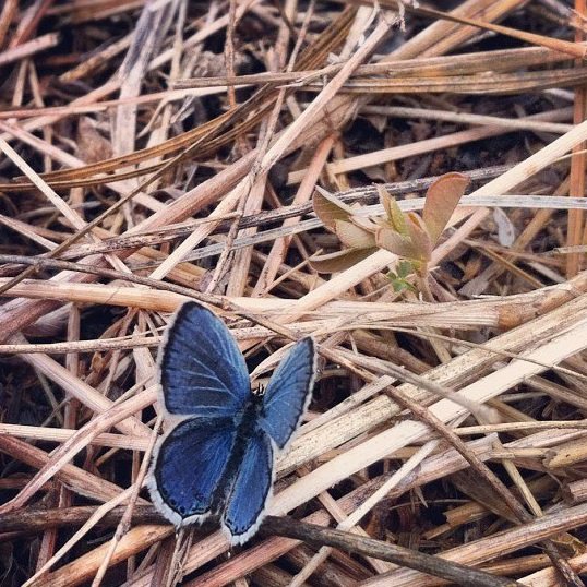 Eastern Tailed-Blue (Cupido comyntas)