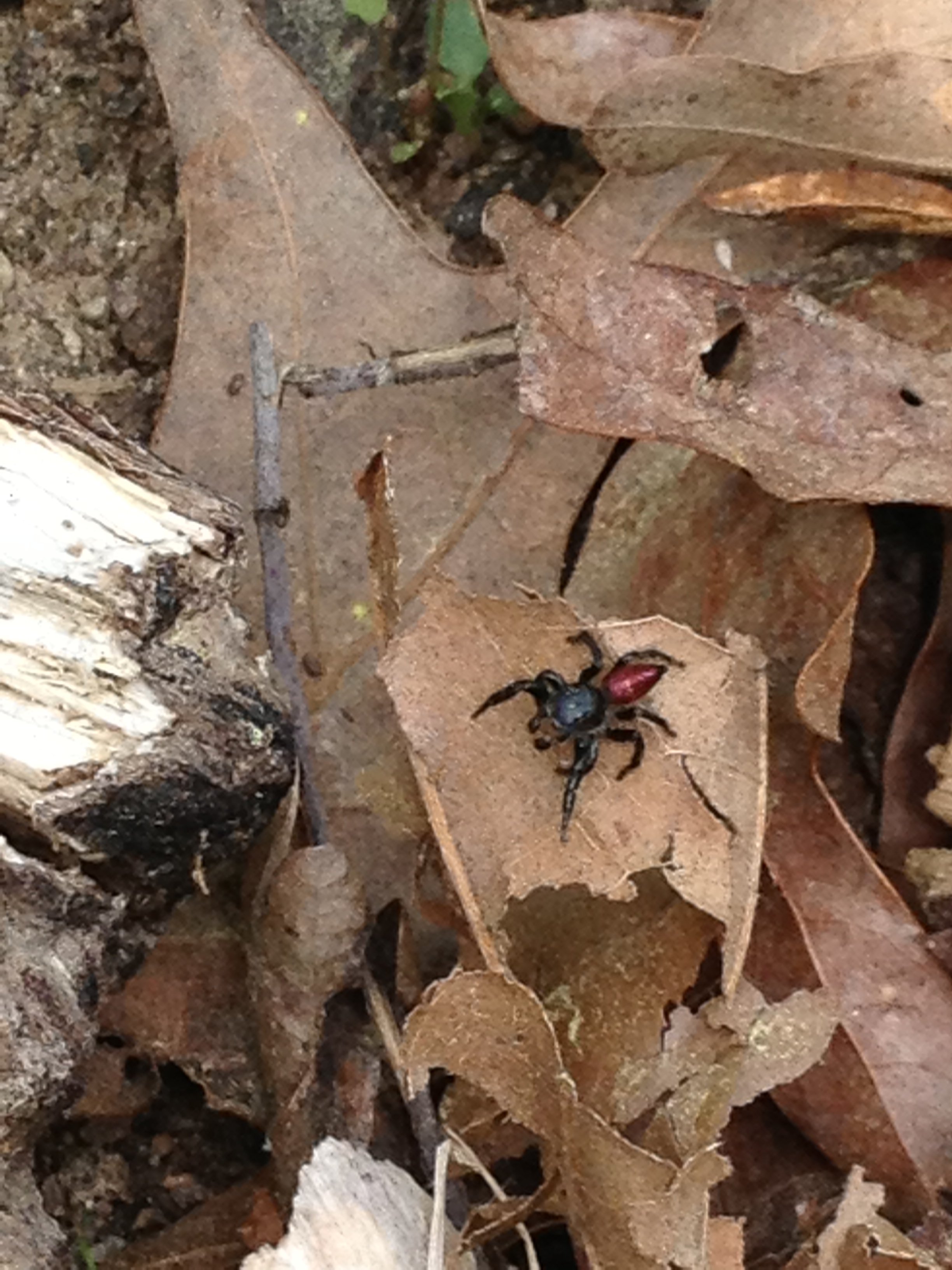 Jumping spider (Salticidae sp.)