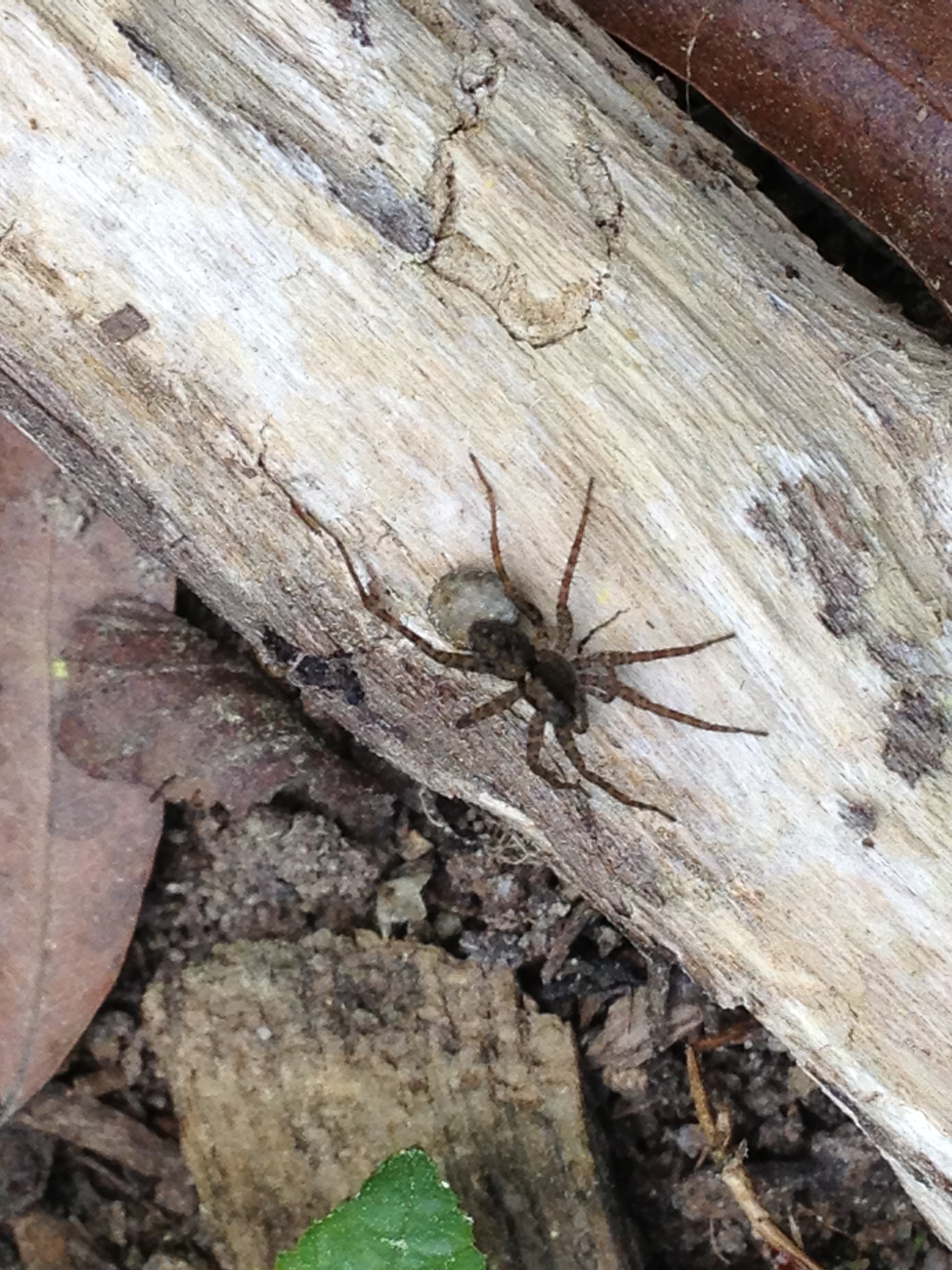 Wolf Spider (Lycosidae sp.)