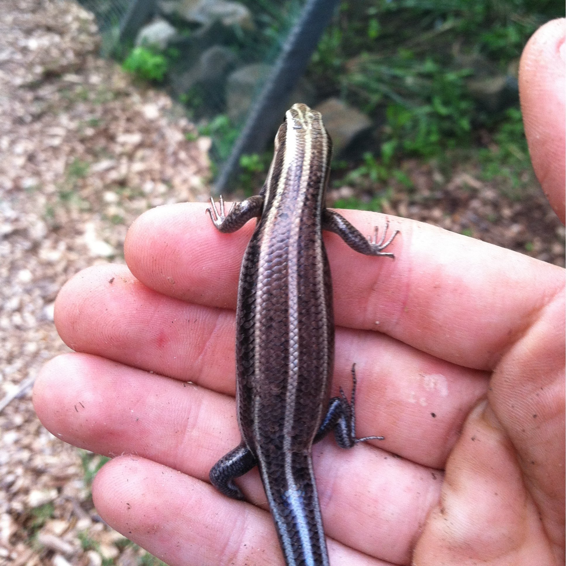 Five-Lined Skink (Eumeces fasciatus)