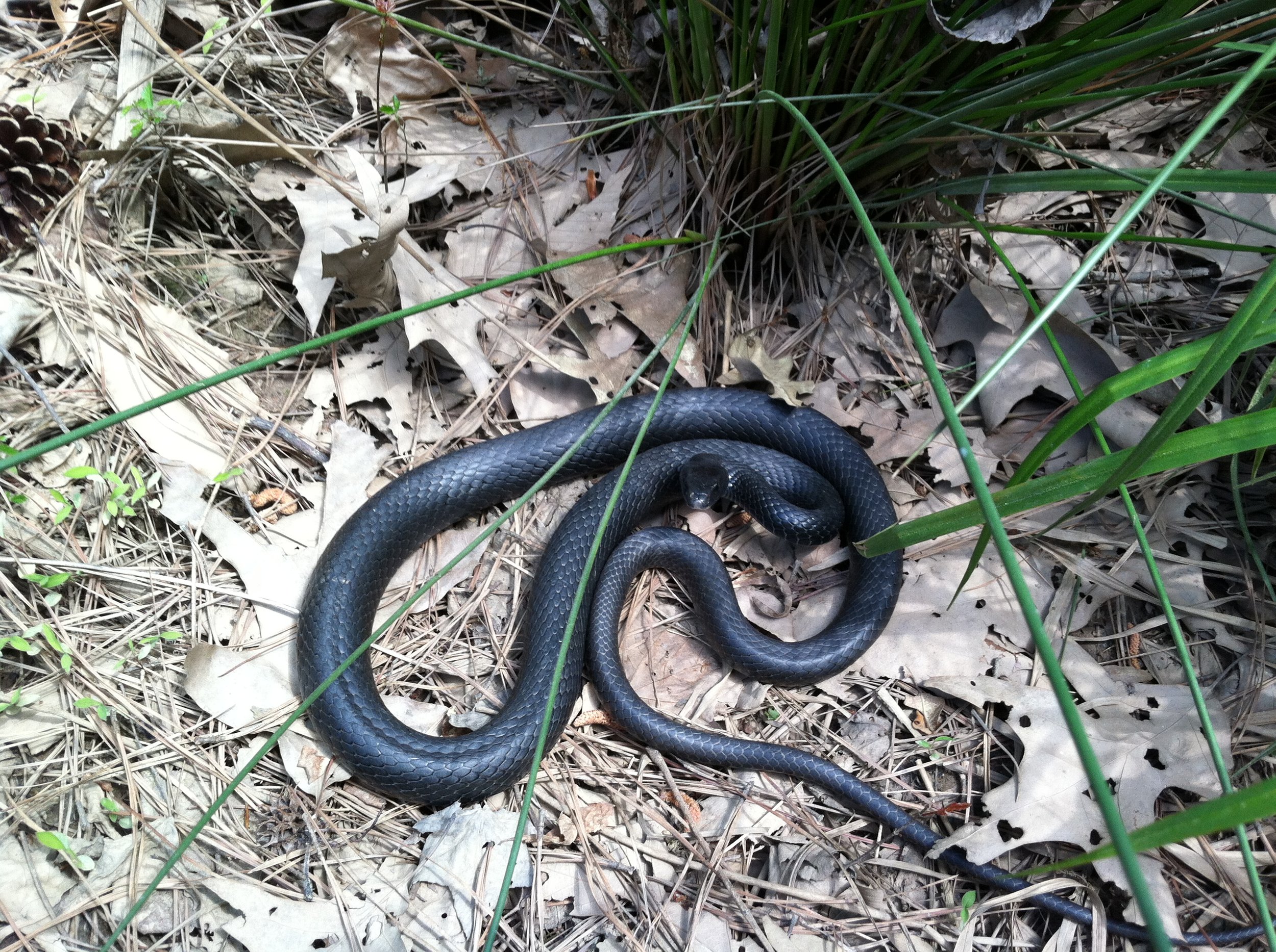 Black Racer (Coluber constrictor)