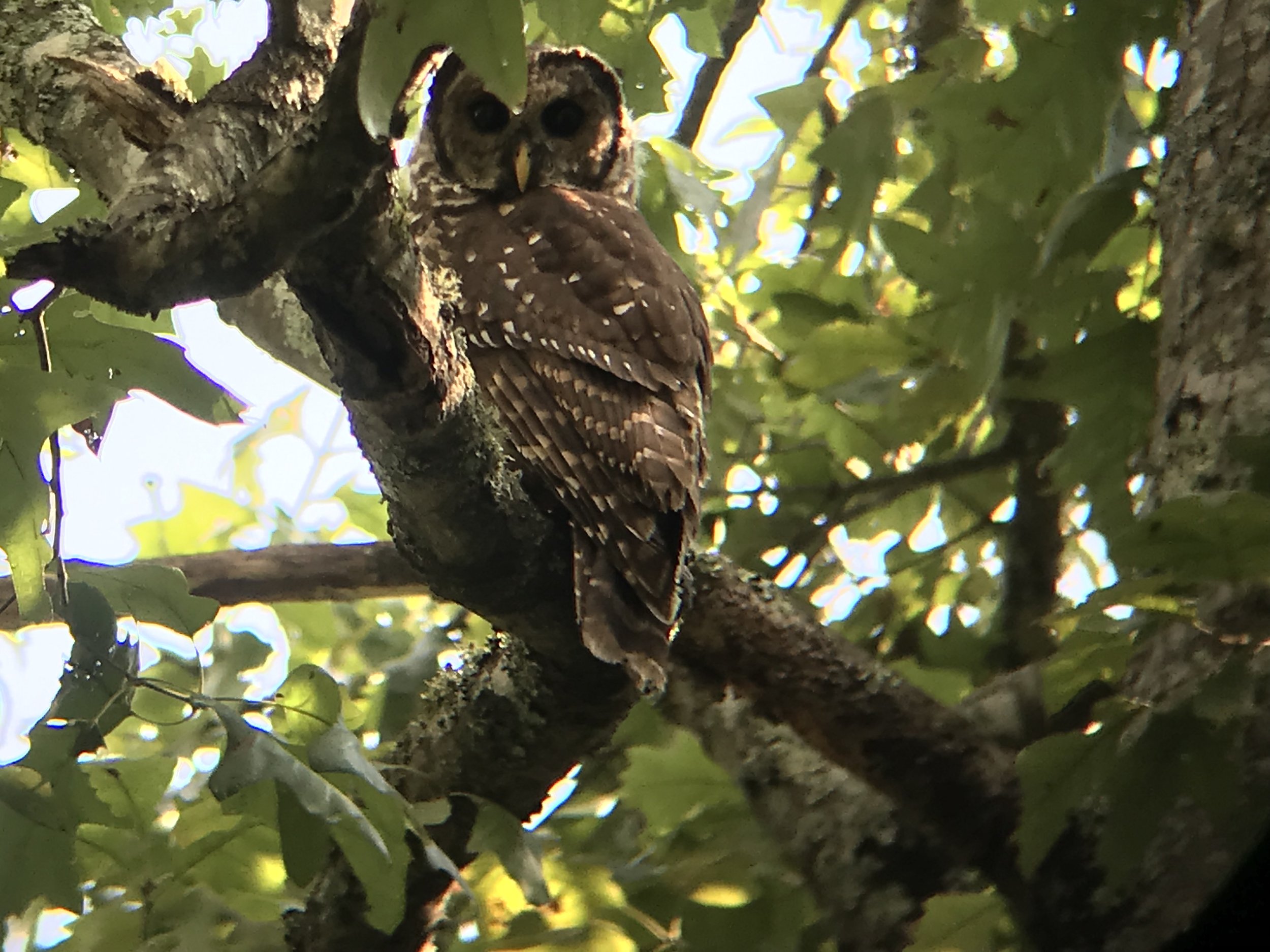 Barred Owl (Strix varia)