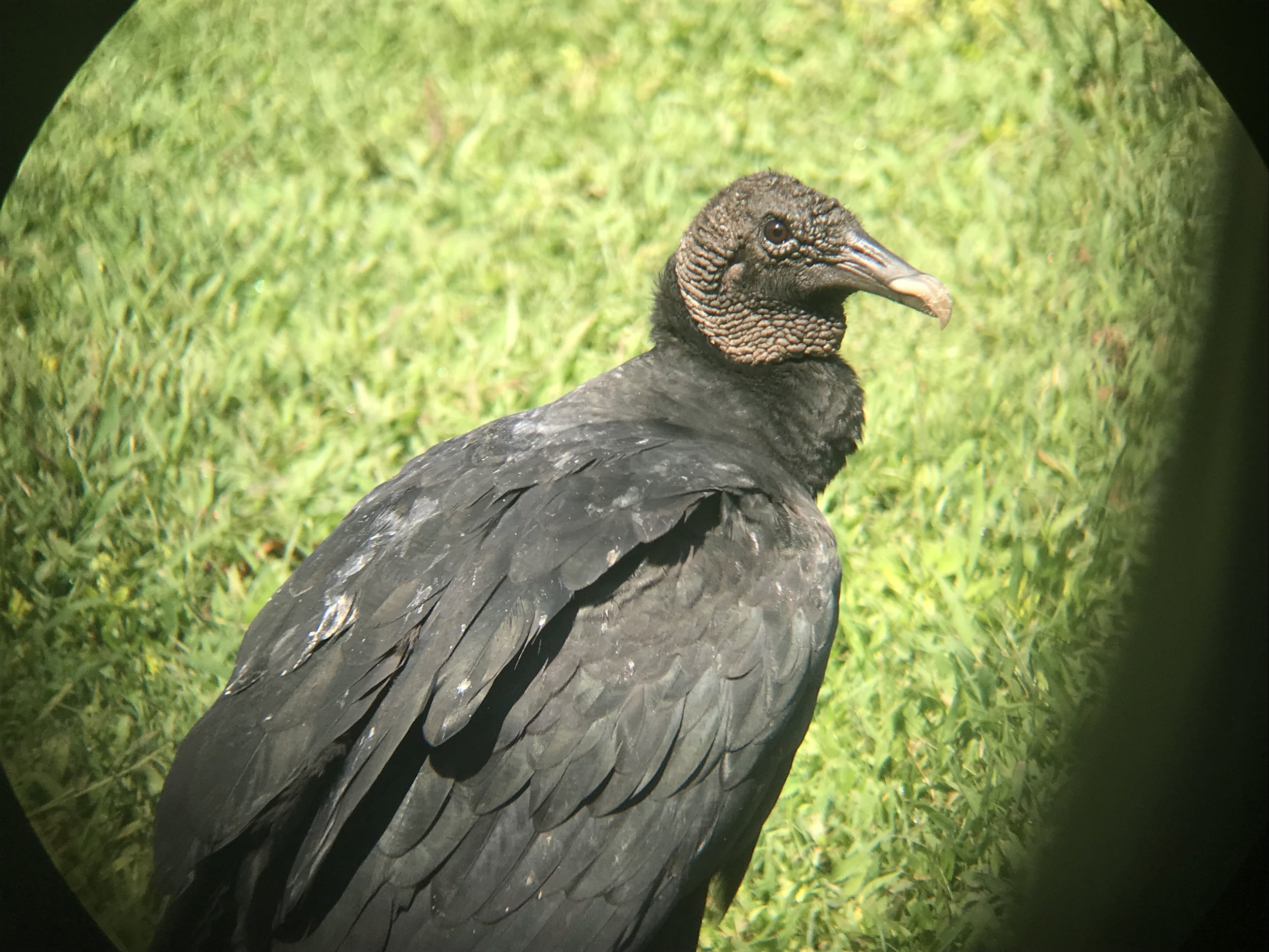 Black Vulture (Coragyps atratus)