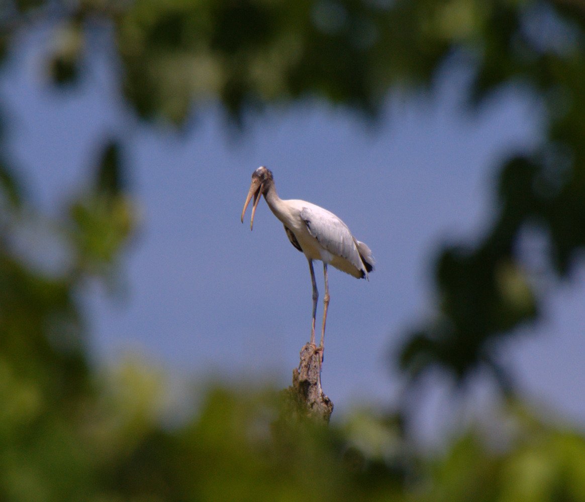 Wood Stork (Mycteria americana)