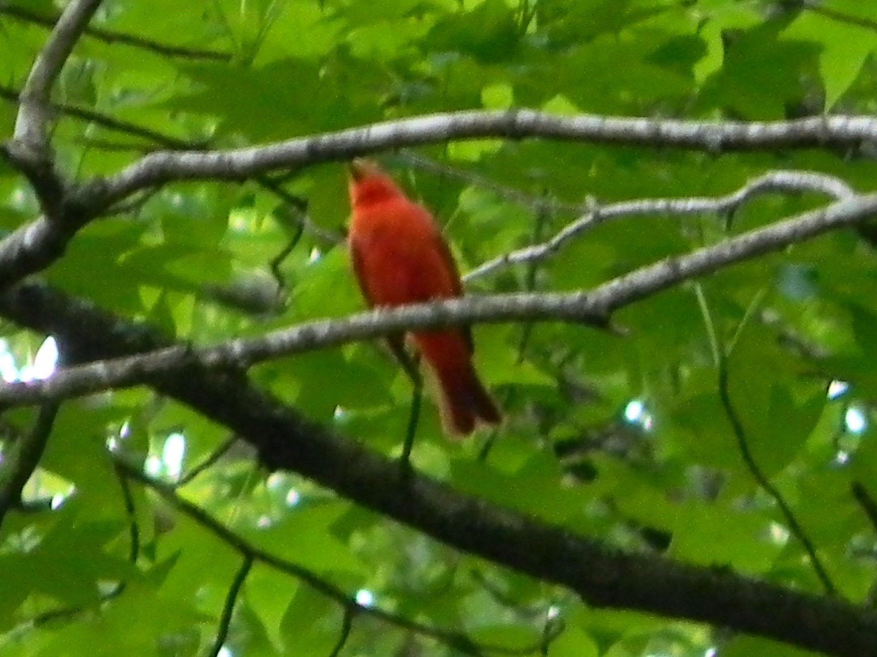 Summer Tanager (Piranga rubra)