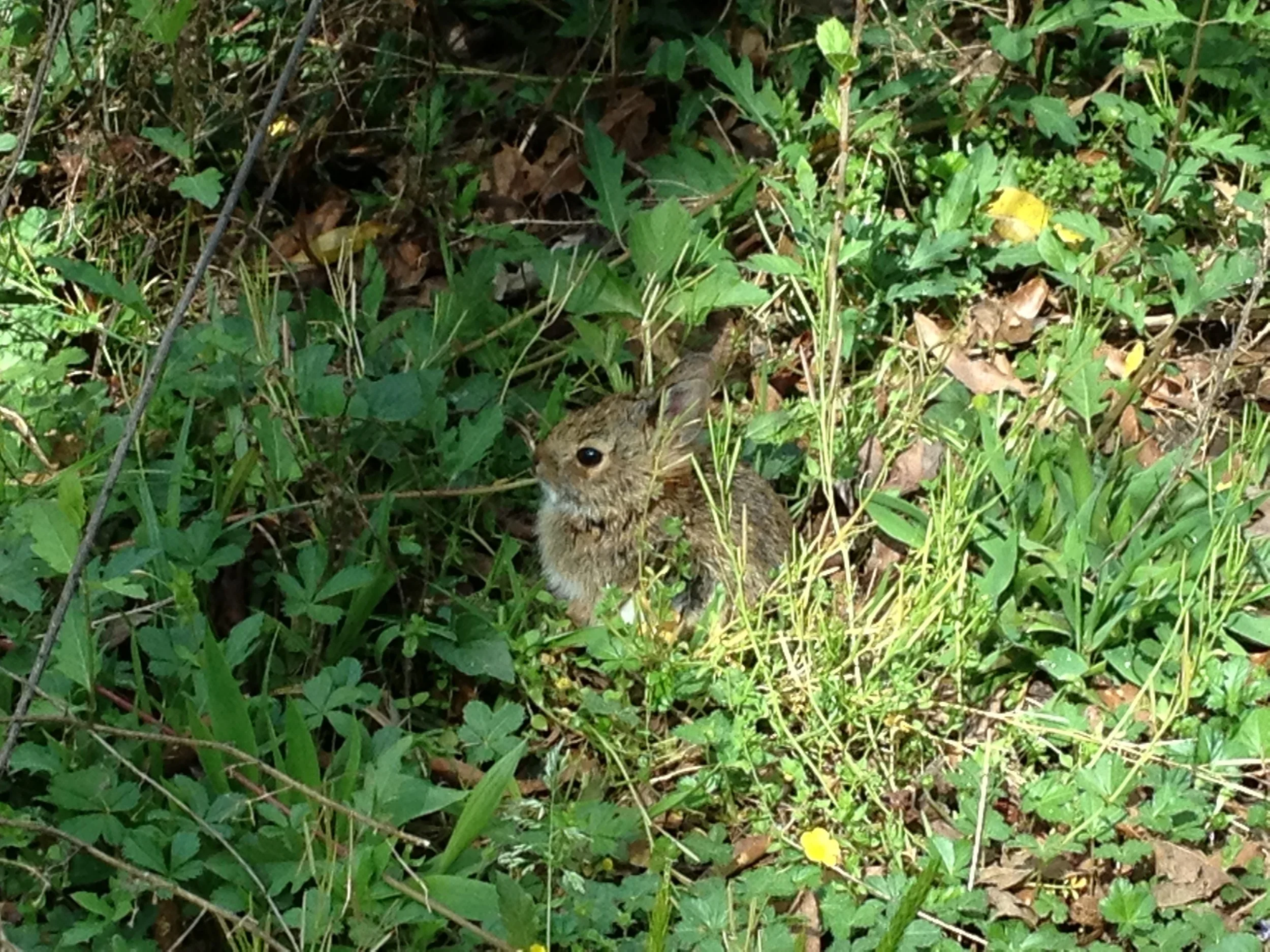 Eastern cottontail (Sylvilagus floridanus)