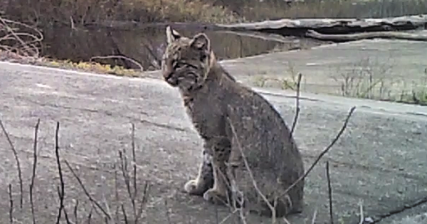 Bobcat (Lynx rufus)