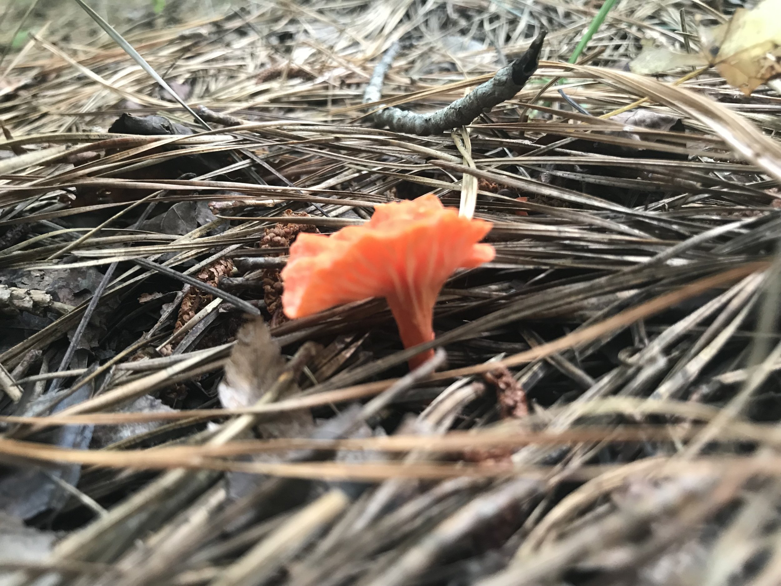 Cinnabar Chanterelle (Cantharellus cinnabarinus)