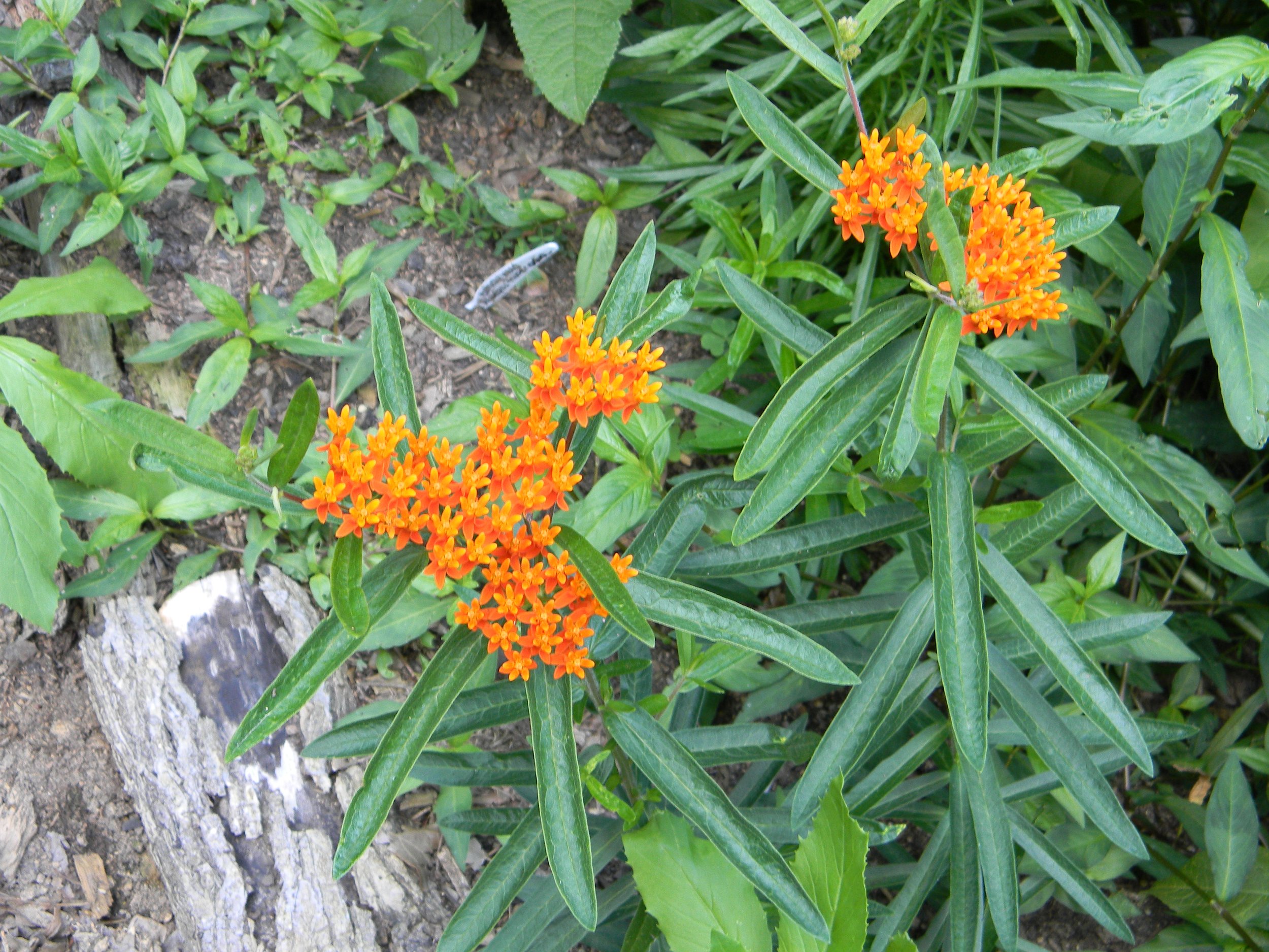 Butterfly Weed (Asclepias tuberosa)