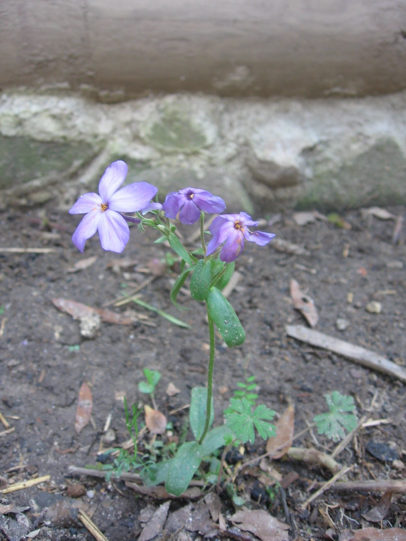 Creeping Phlox (Phlox stolonifera)