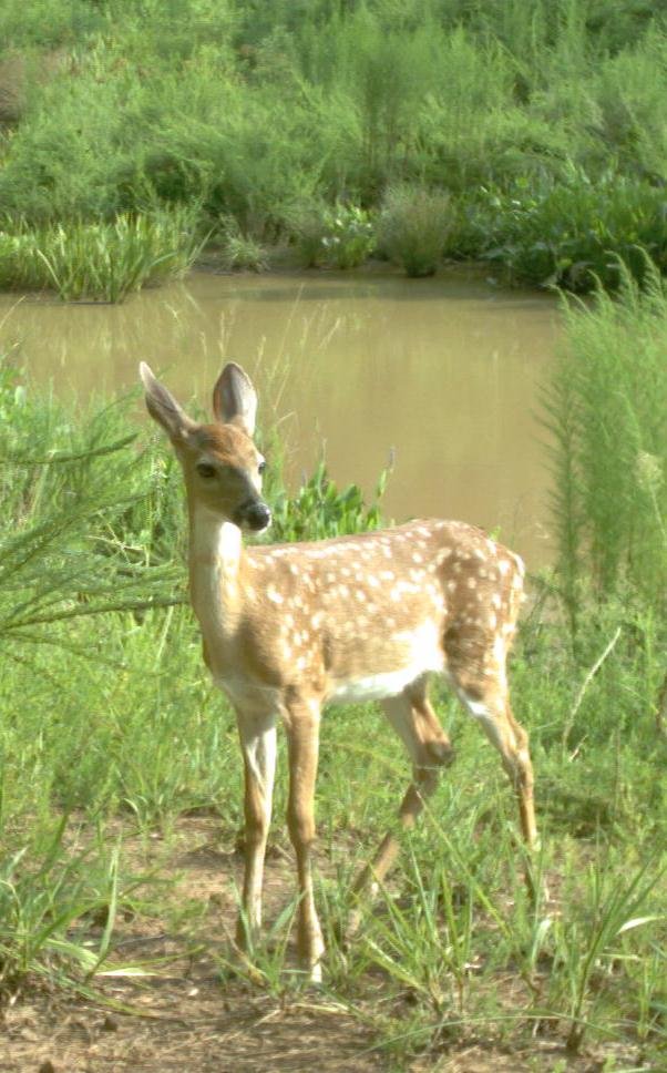 White-tailed deer (Odocoileus virginianus)