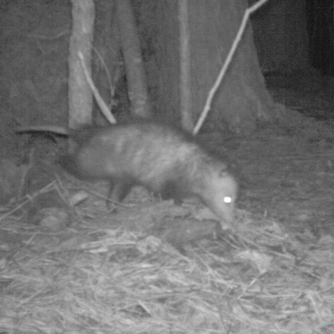 Virginia Opossum (Didelphis virginiana)