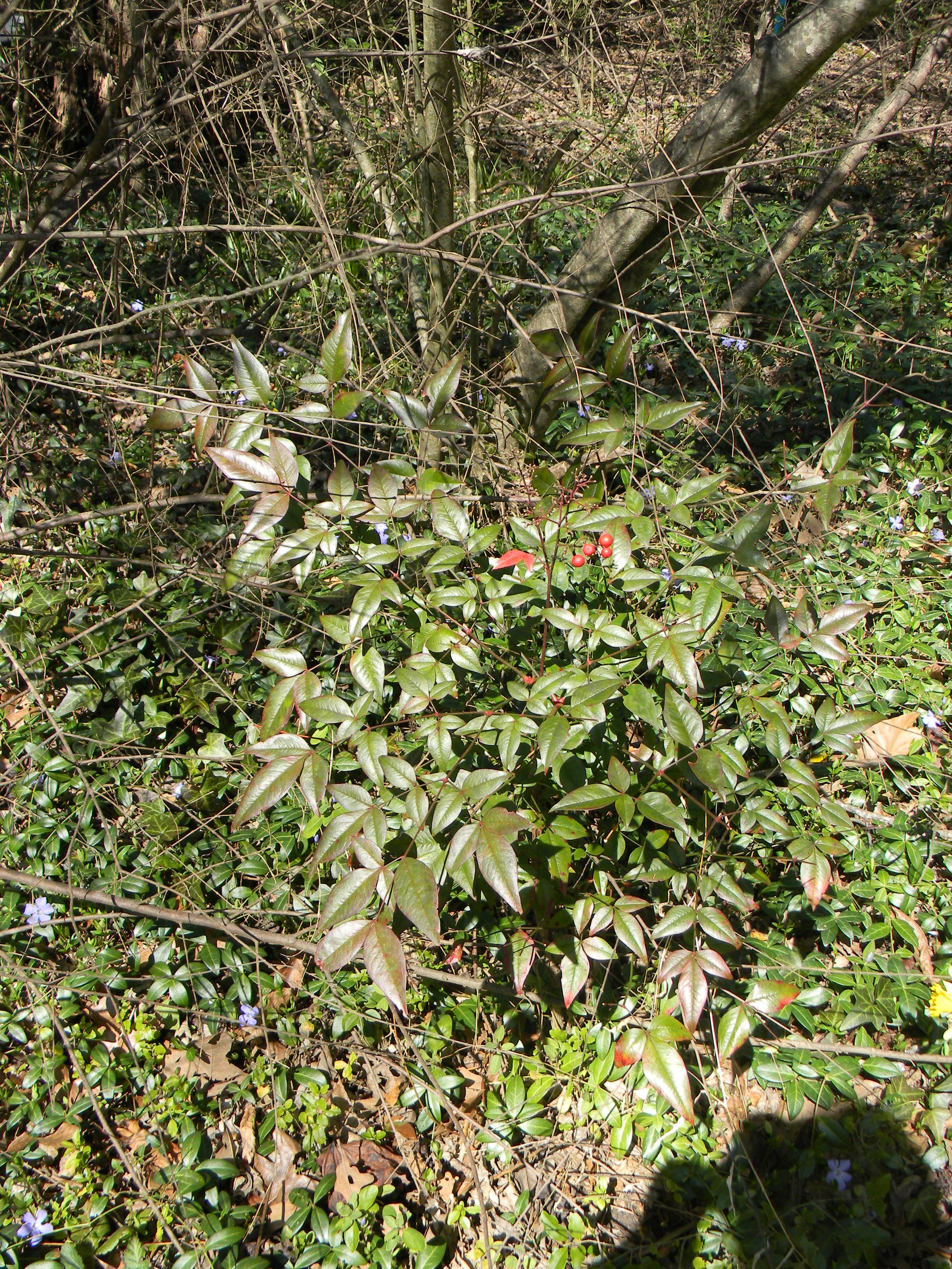 Firebush (Hamelia patens)