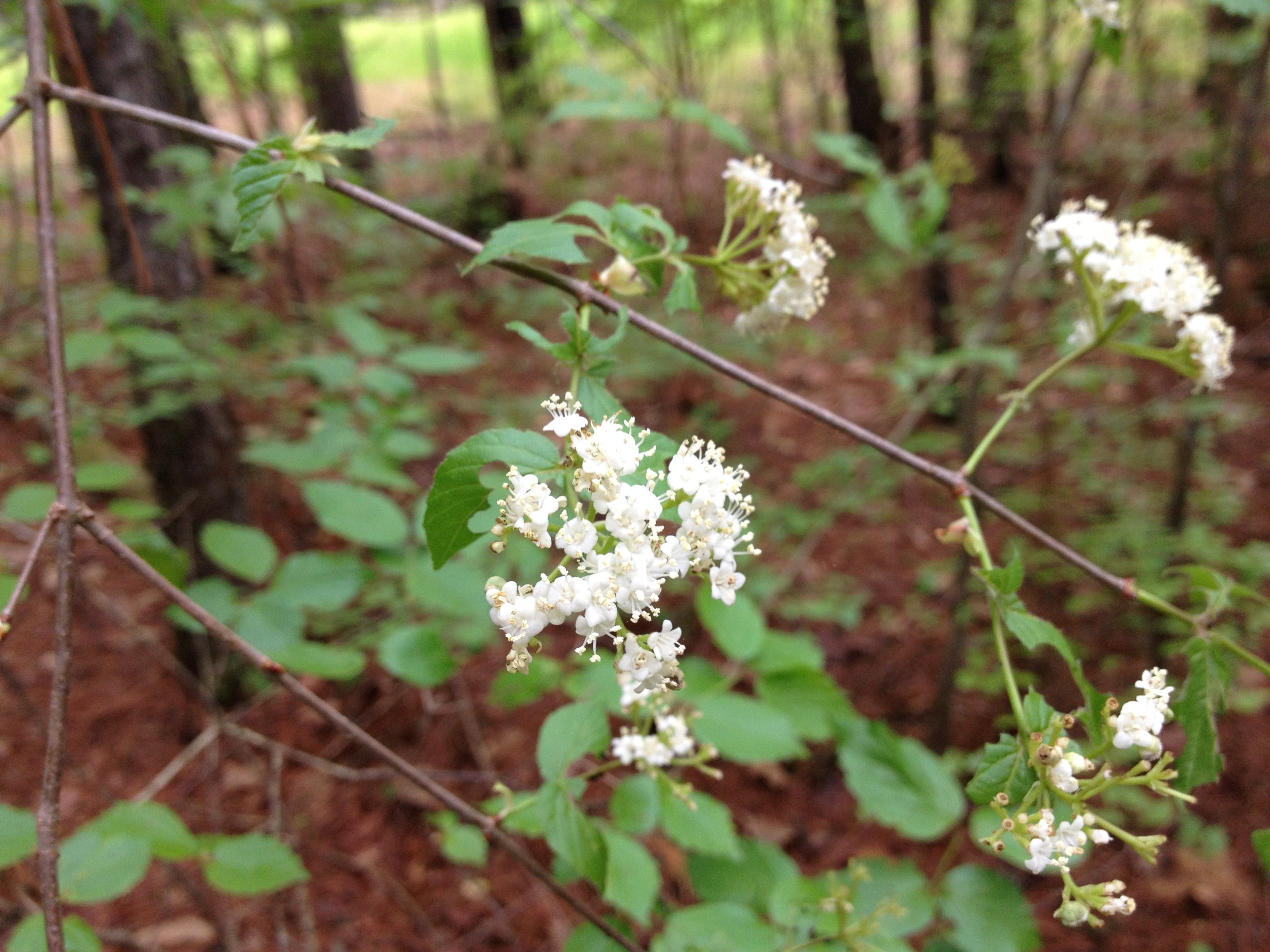 Downy Arrowwood (Viburnum rafinesqueanum)