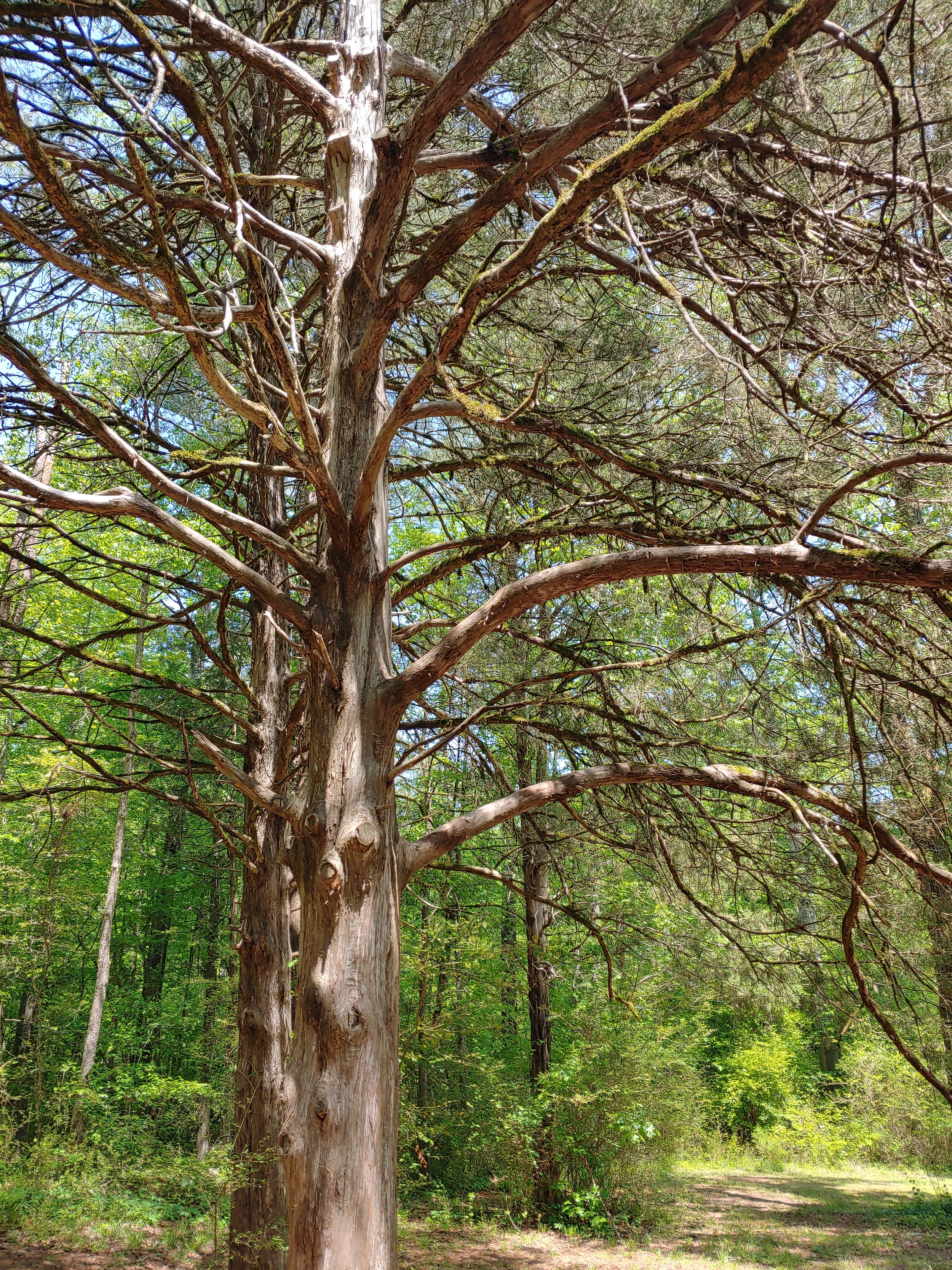 Eastern Red Cedar (Juniperus virginiana)