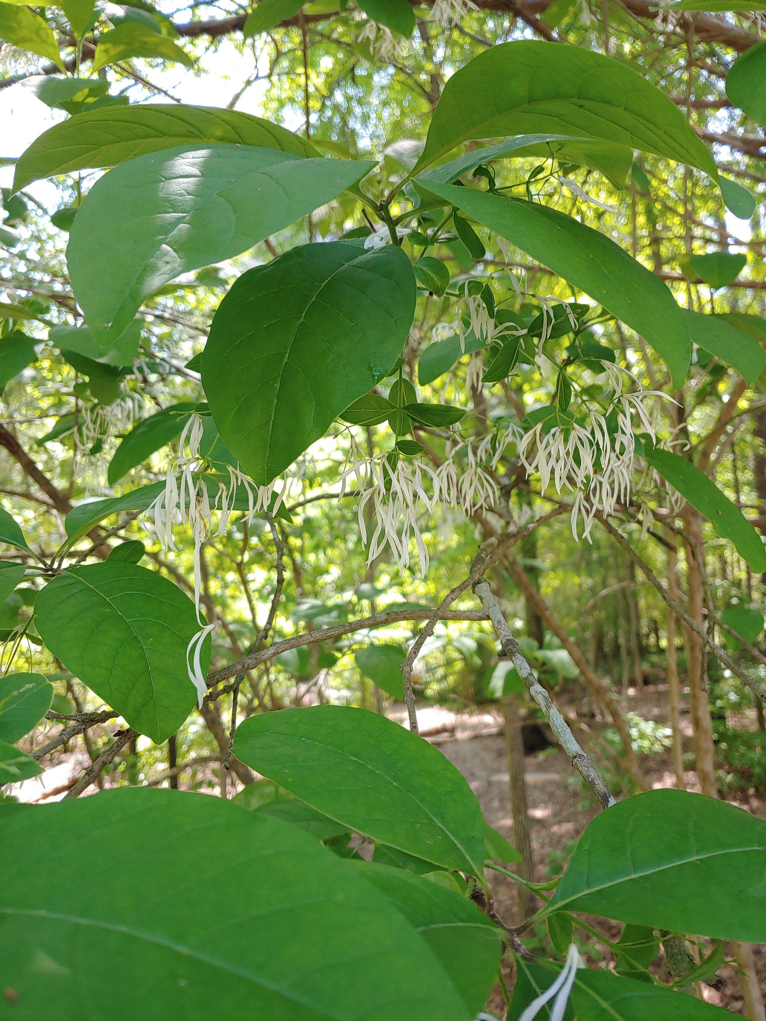 American Fringetree (Chionanthus virginicus)