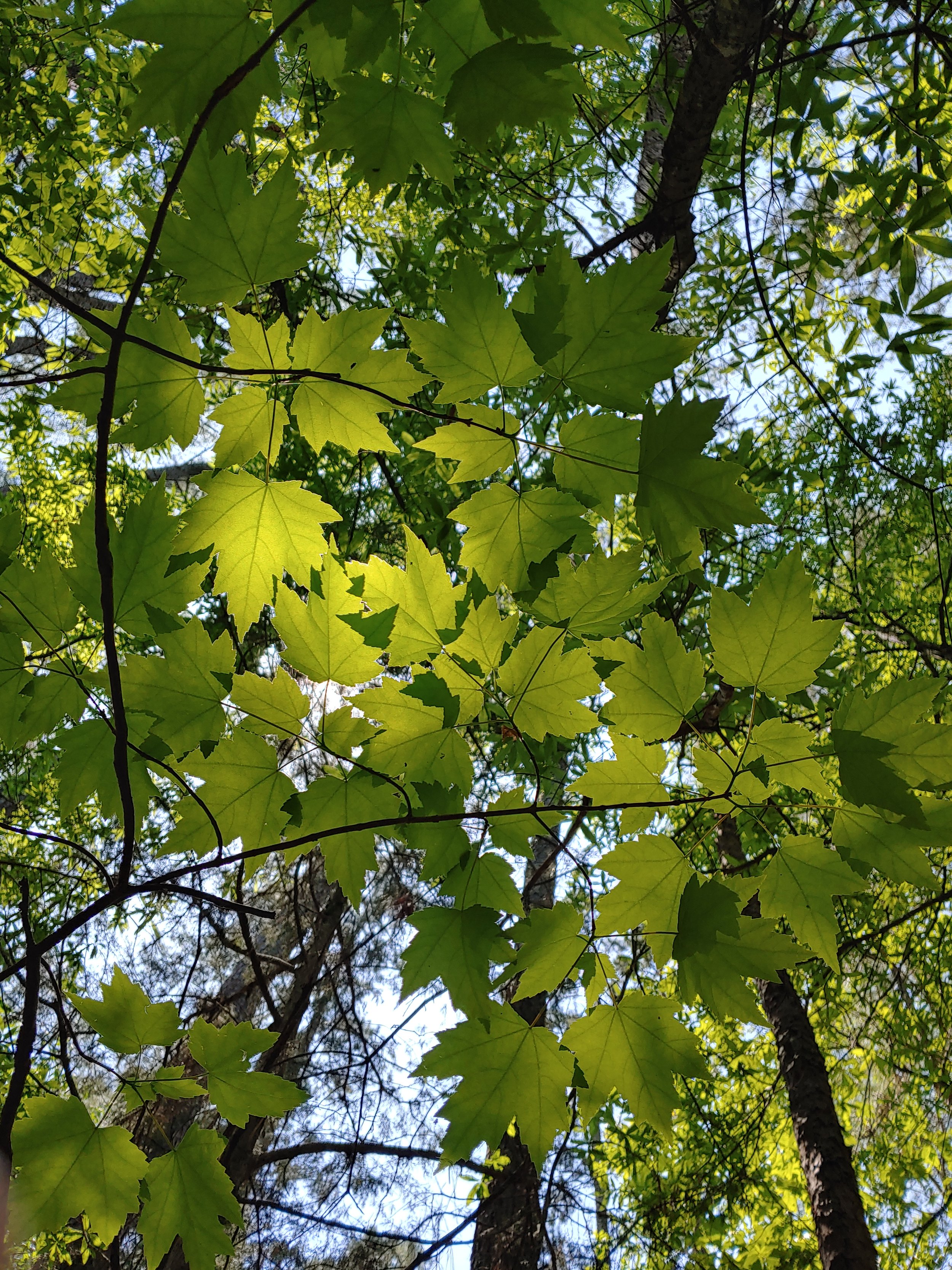 Red Maple (Acer rubrum)