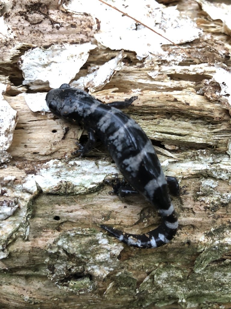 Marbled Salamander (Ambystoma opacum)