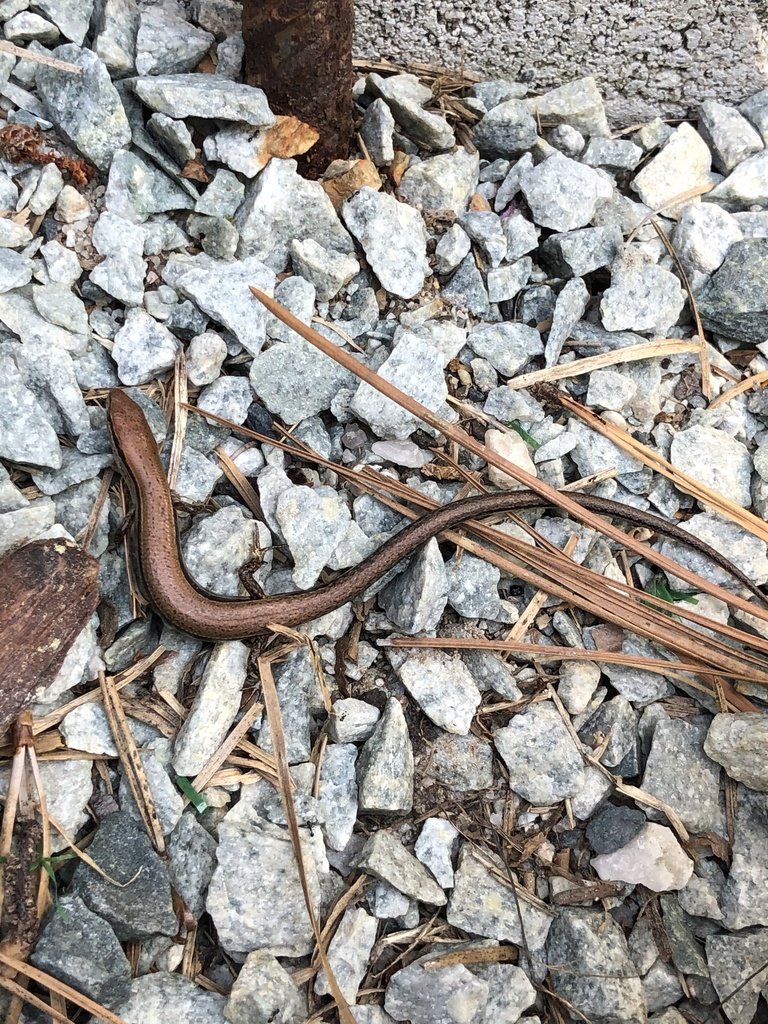 Little Brown Skink (Scincella lateralis)