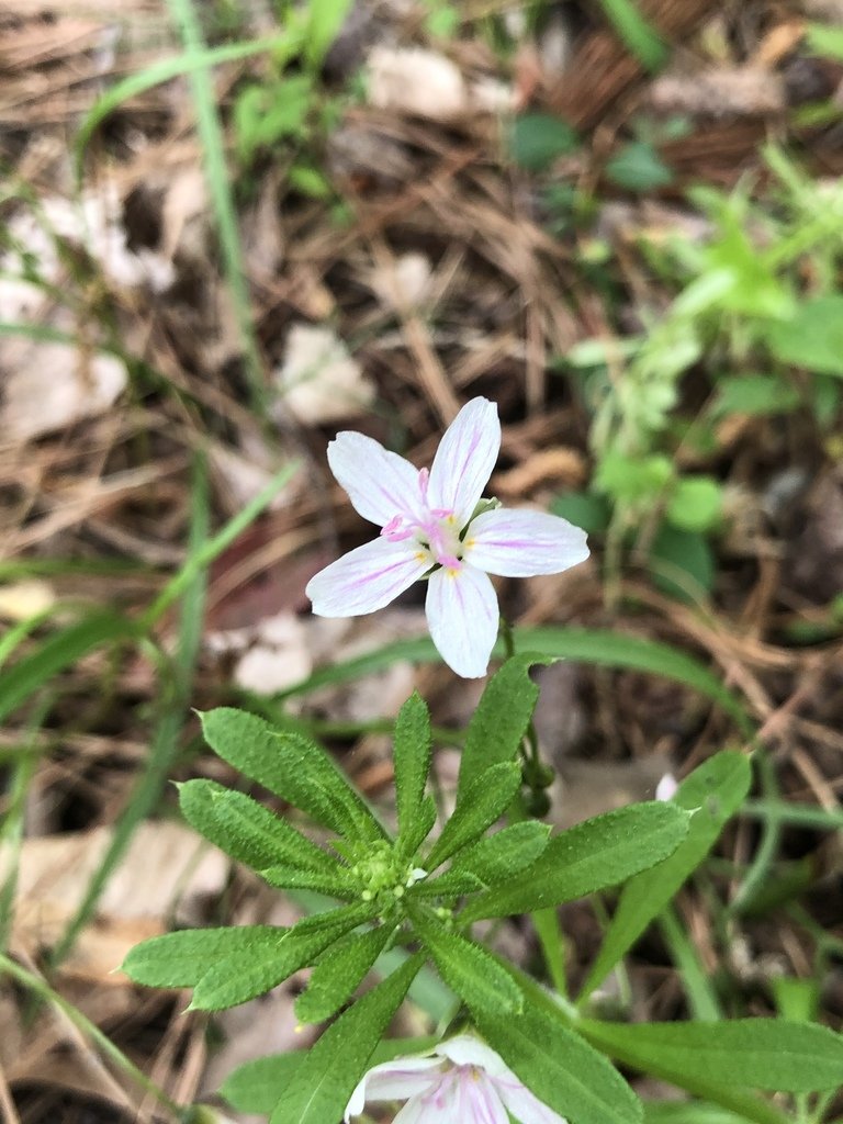 Virginia Spring Beauty (Claytonia virginica)