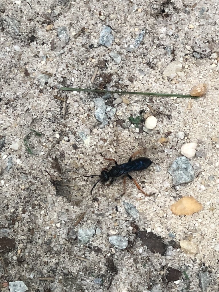 Thread Waisted Wasp (Sphecidae) 