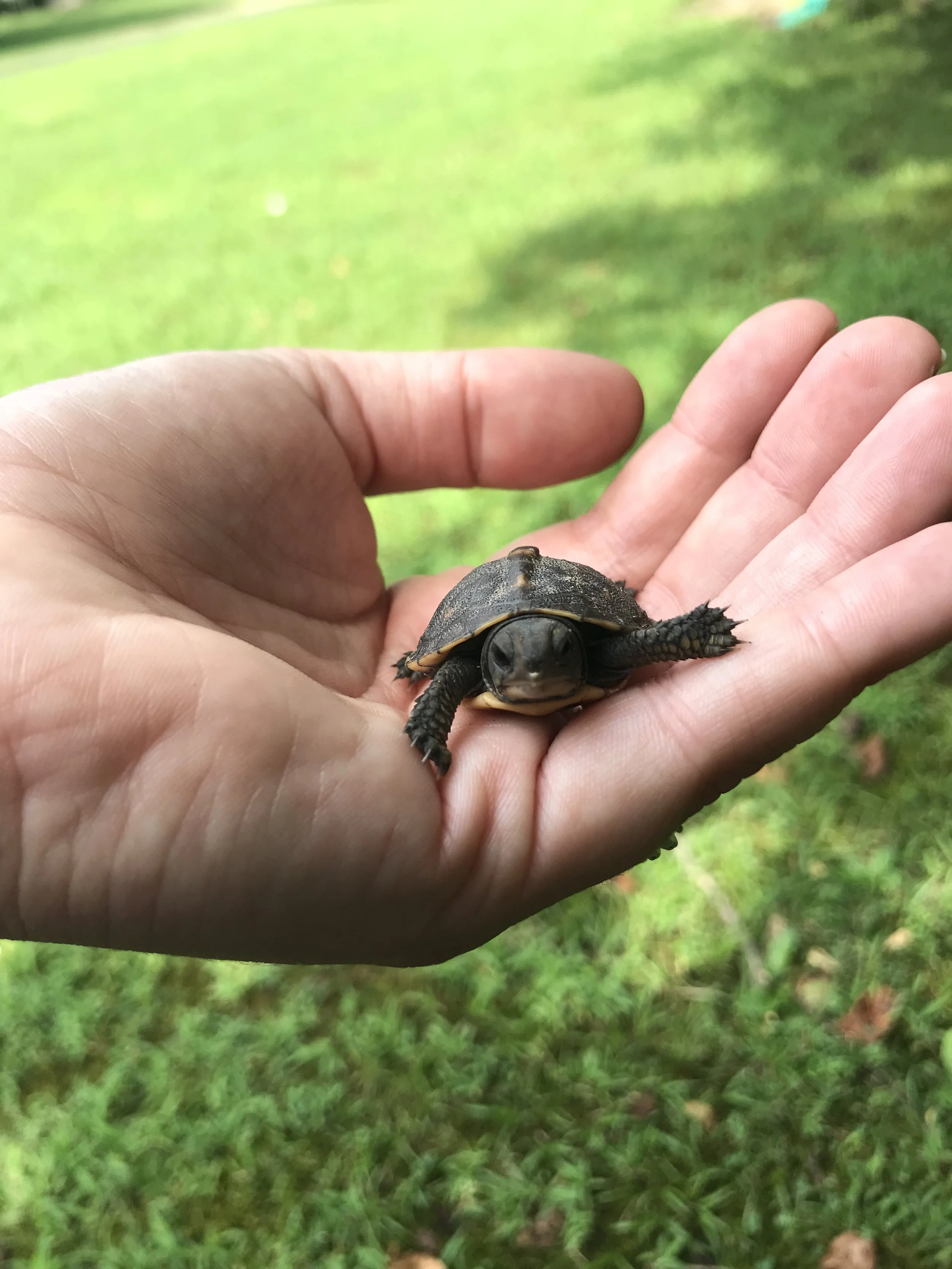 5 ways to help box turtles this World Turtle Day