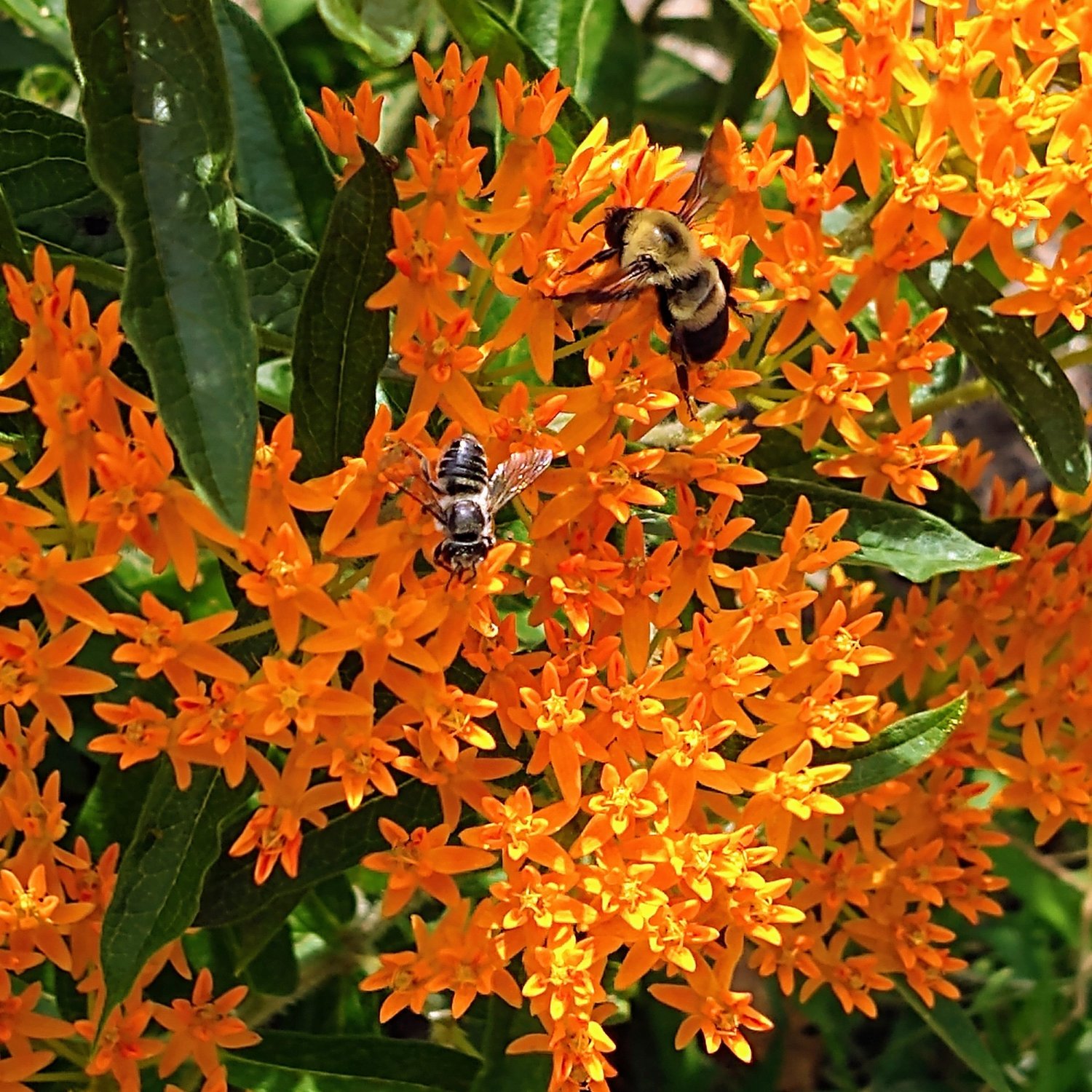 Build a Butterfly Bouquet for National Pollinator Week