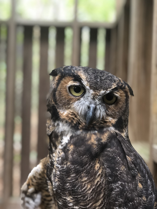 Welcome Juniper and Wink! — Piedmont Wildlife Center