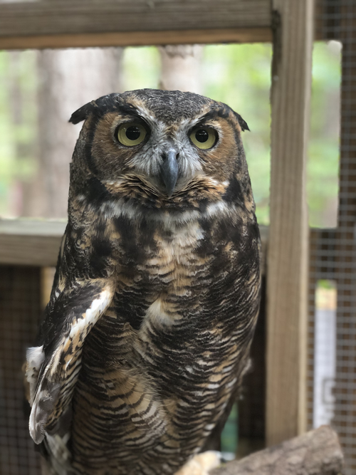 邦楽 OwL a34bd2c0-81fa-57a8-9f75-