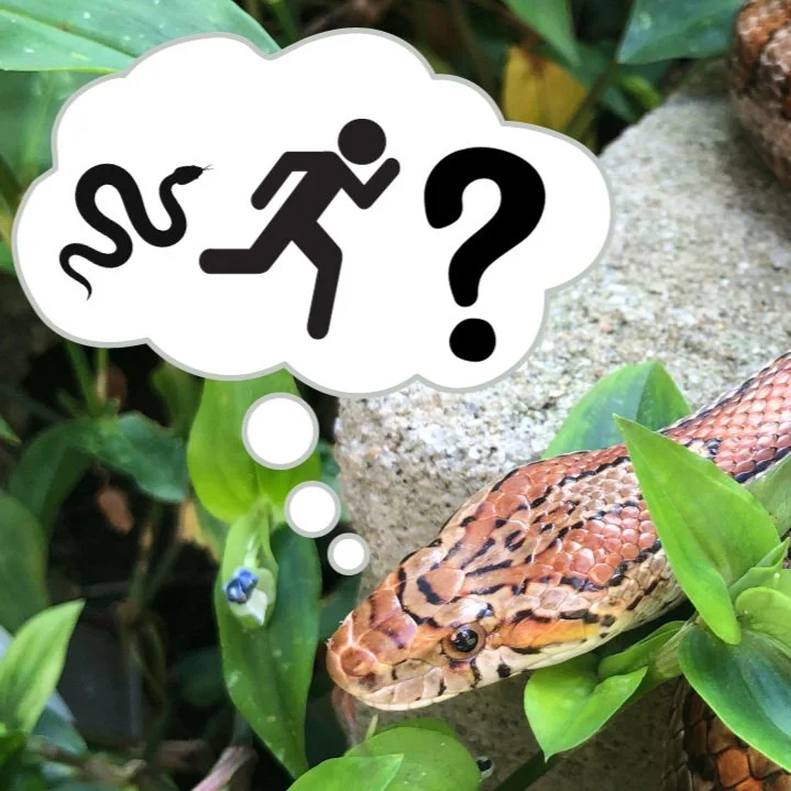 Myth or fact: Do snakes chase people?
